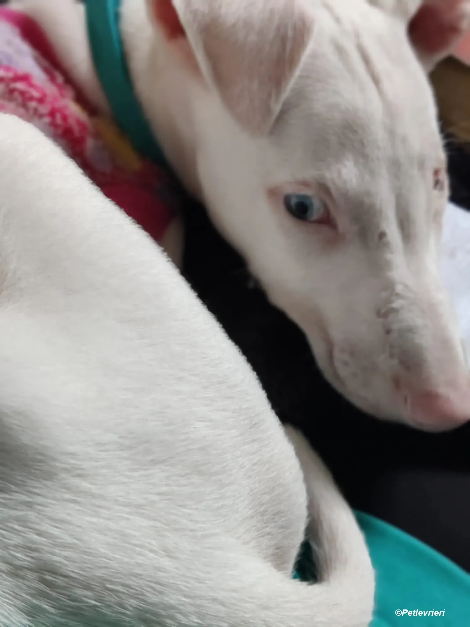 Keller adozione levrieri greyhound 17