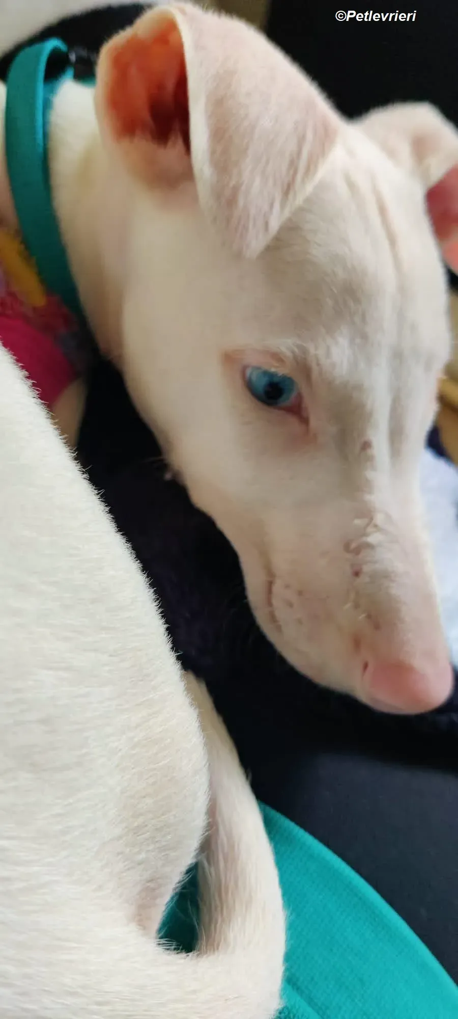 Keller adozione levrieri greyhound 18