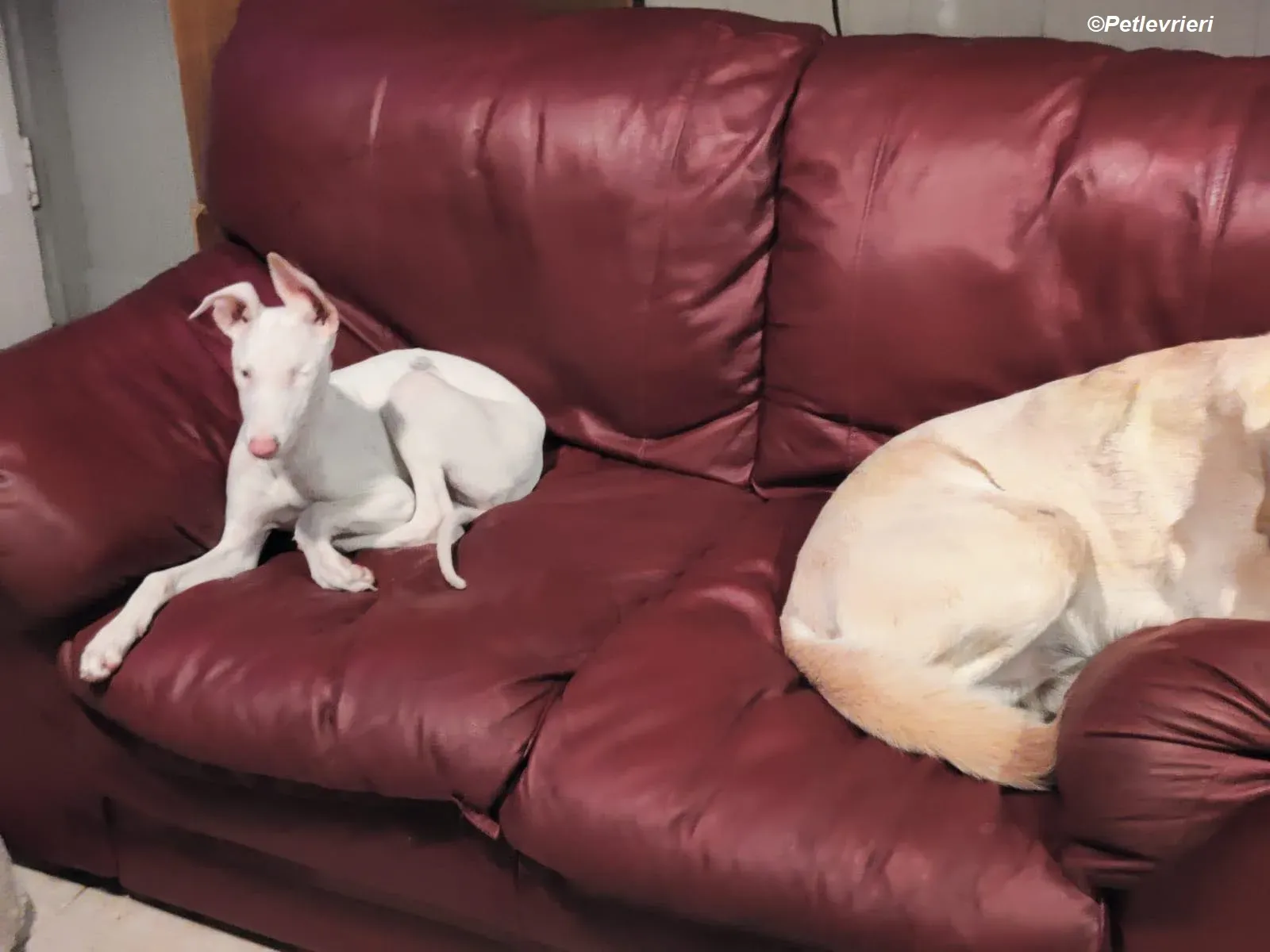 Keller adozione levrieri greyhound 2