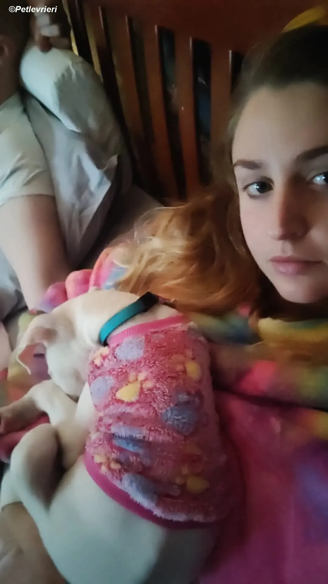 Keller adozione levrieri greyhound 20