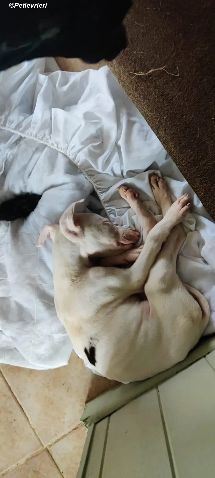 Keller adozione levrieri greyhound 21