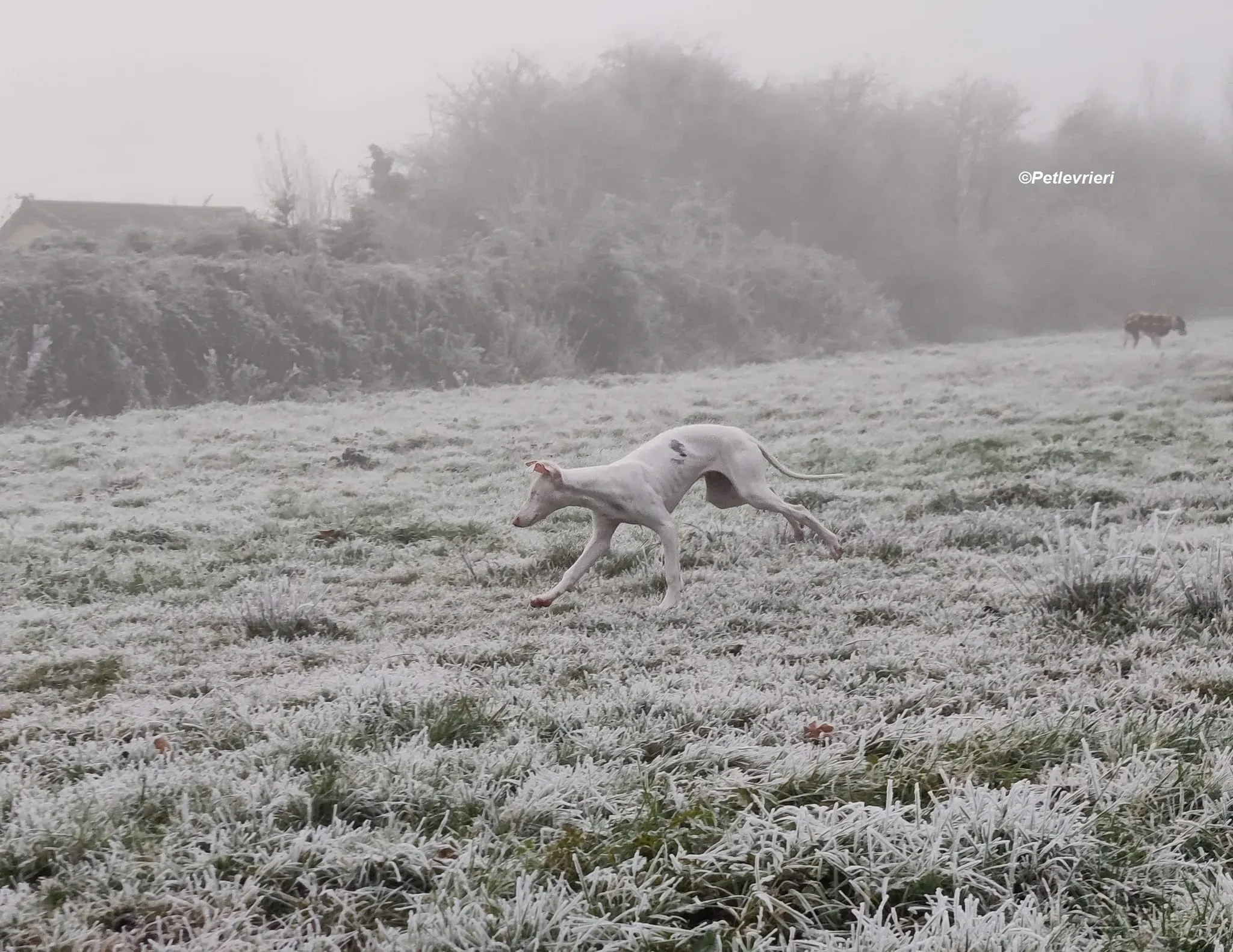 Keller adozione levrieri greyhound 22