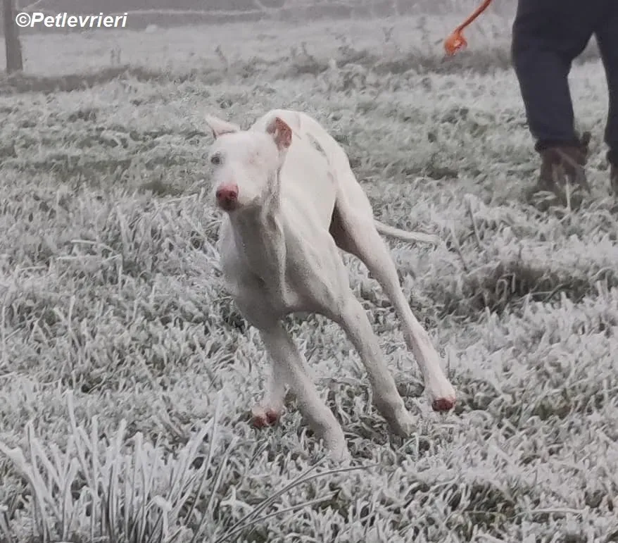 Keller adozione levrieri greyhound 23