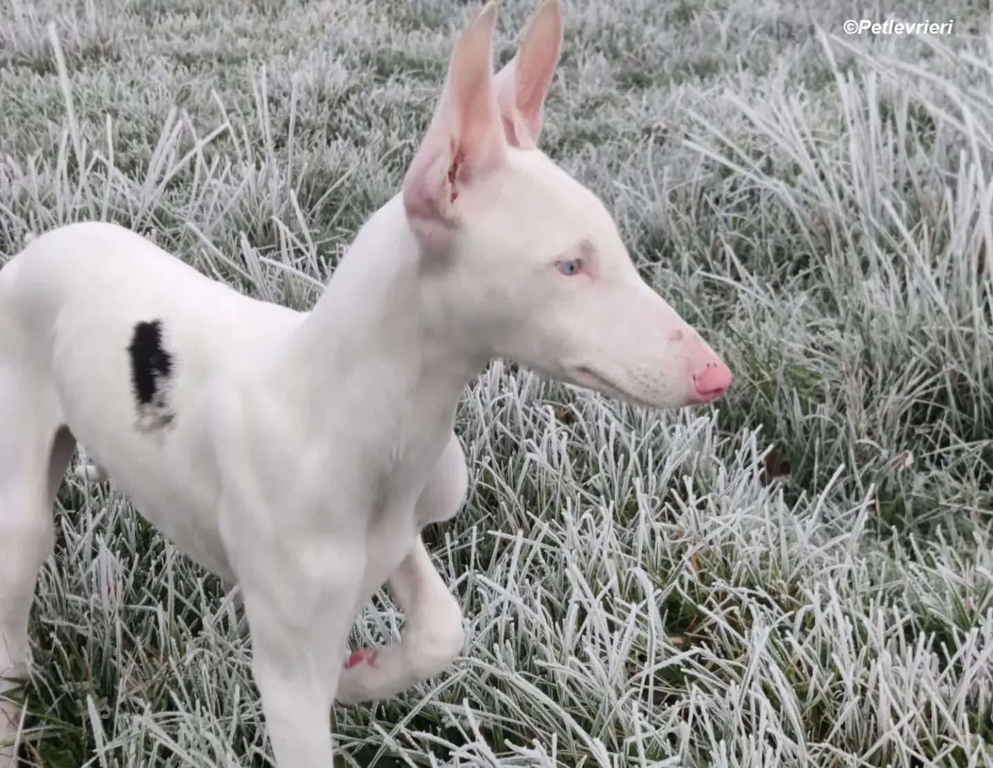 Keller adozione levrieri greyhound 24