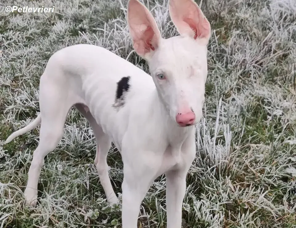 Keller adozione levrieri greyhound 25