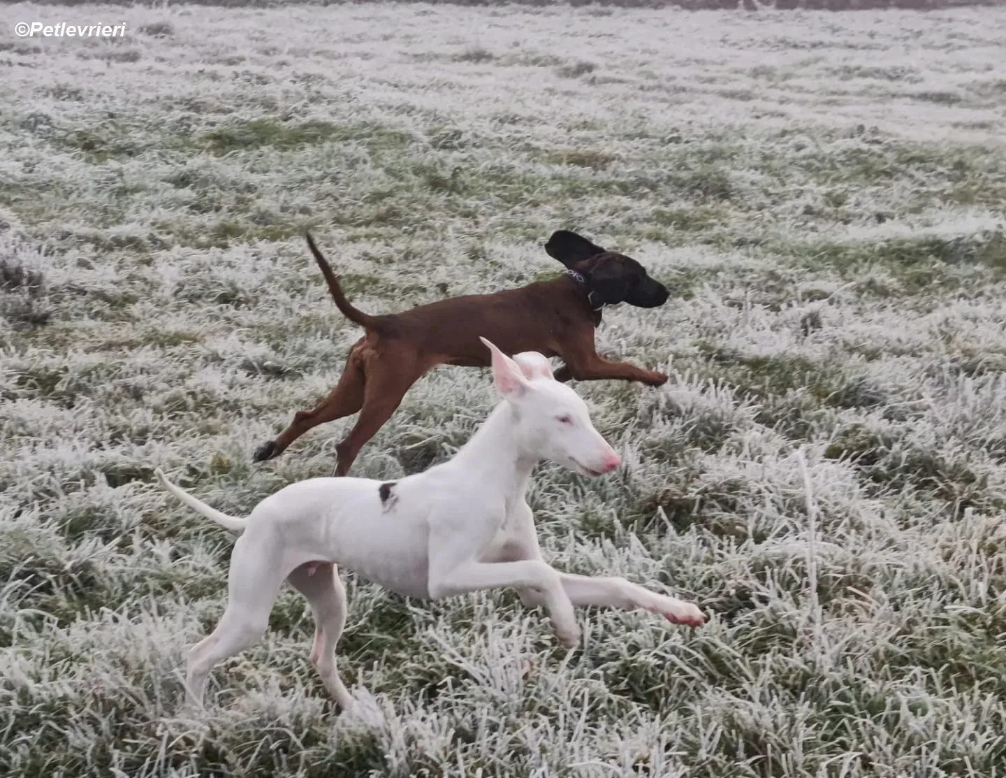 Keller adozione levrieri greyhound 26