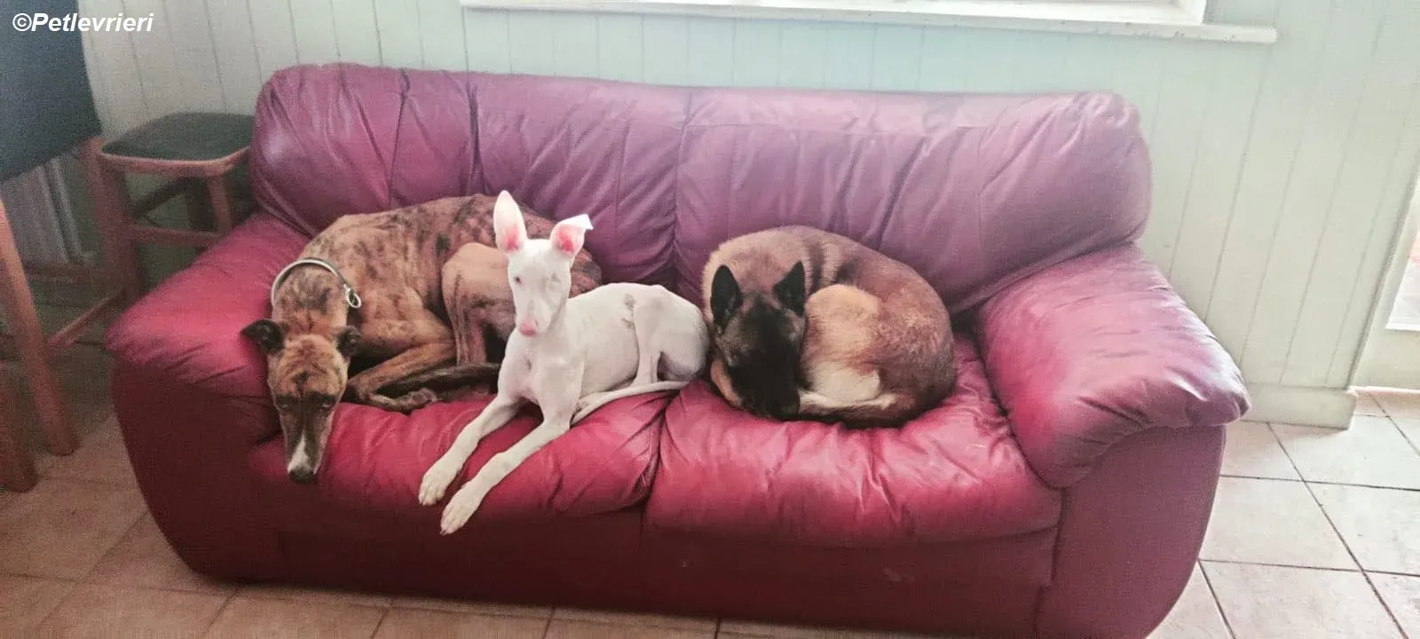 Keller adozione levrieri greyhound 27