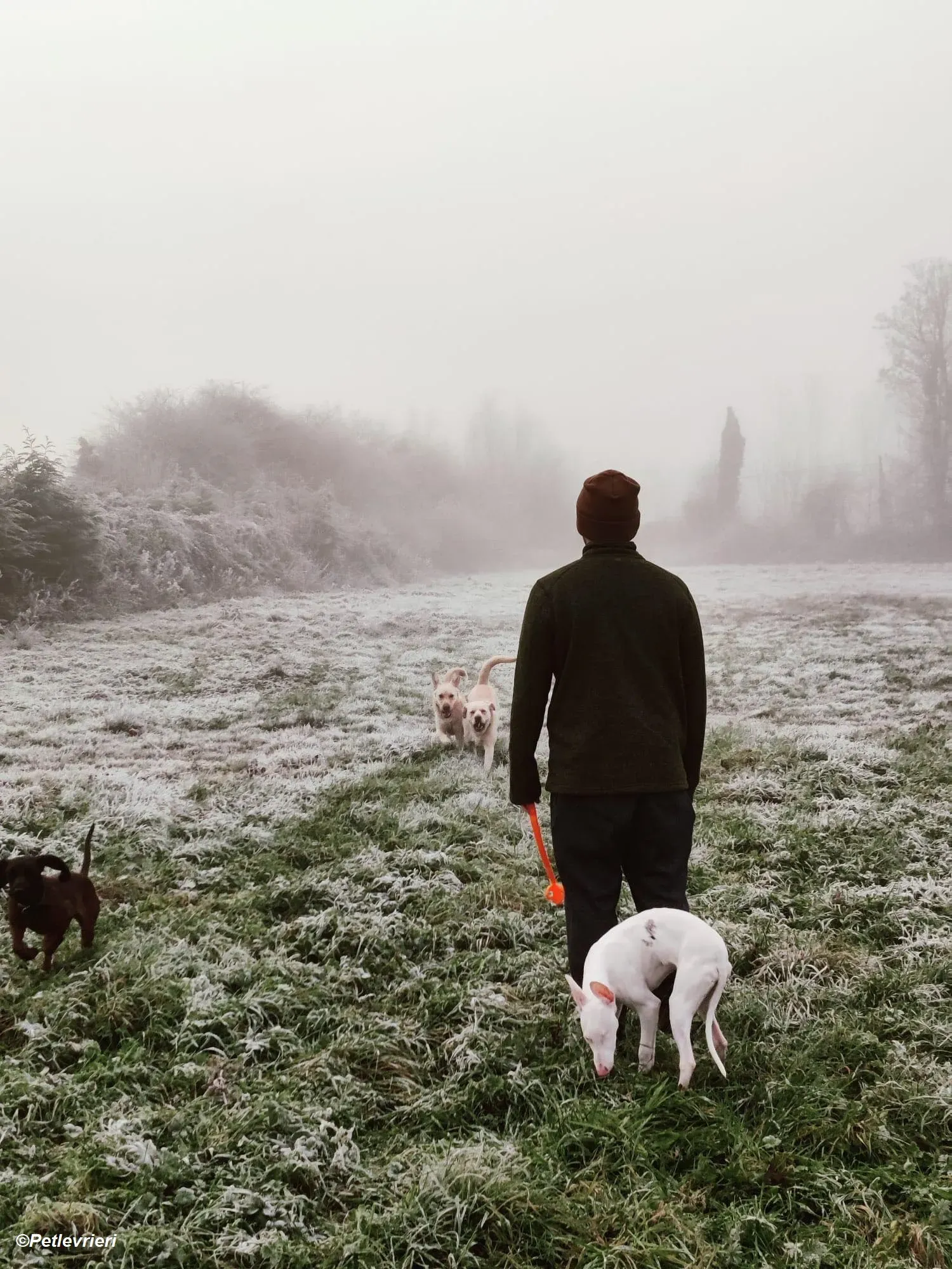 Keller adozione levrieri greyhound 29