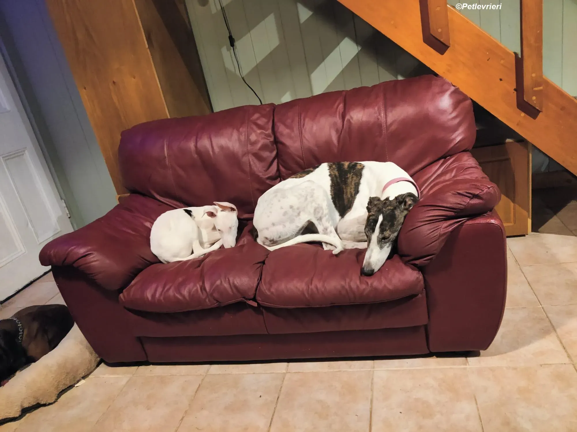 Keller adozione levrieri greyhound 3