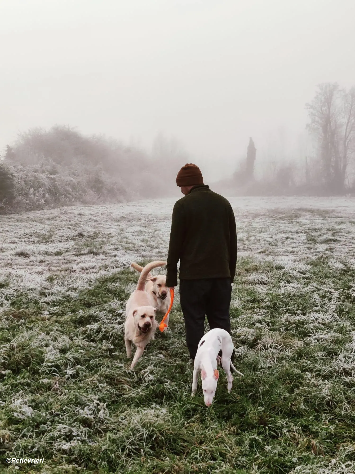 Keller adozione levrieri greyhound 30