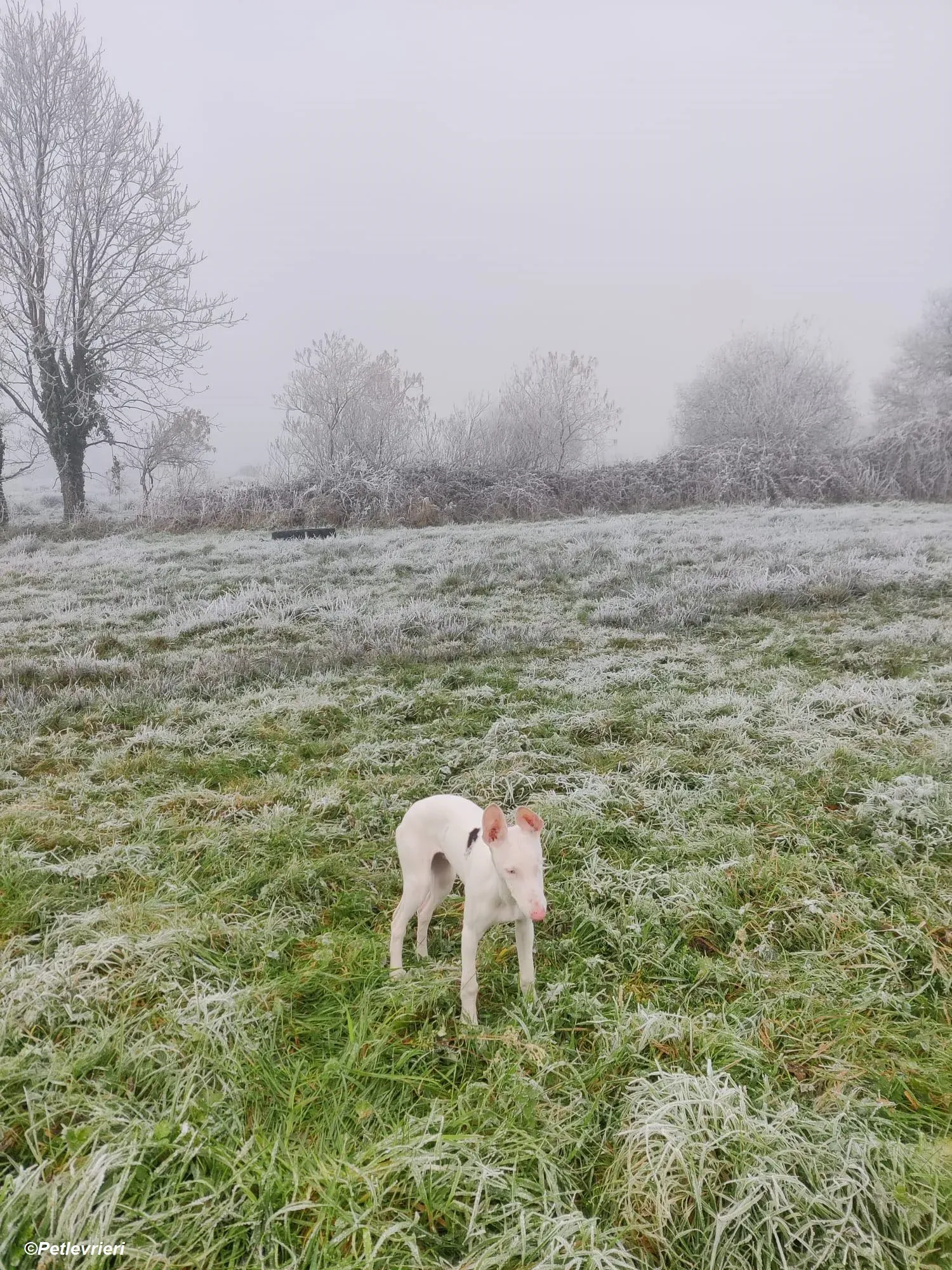 Keller adozione levrieri greyhound 31