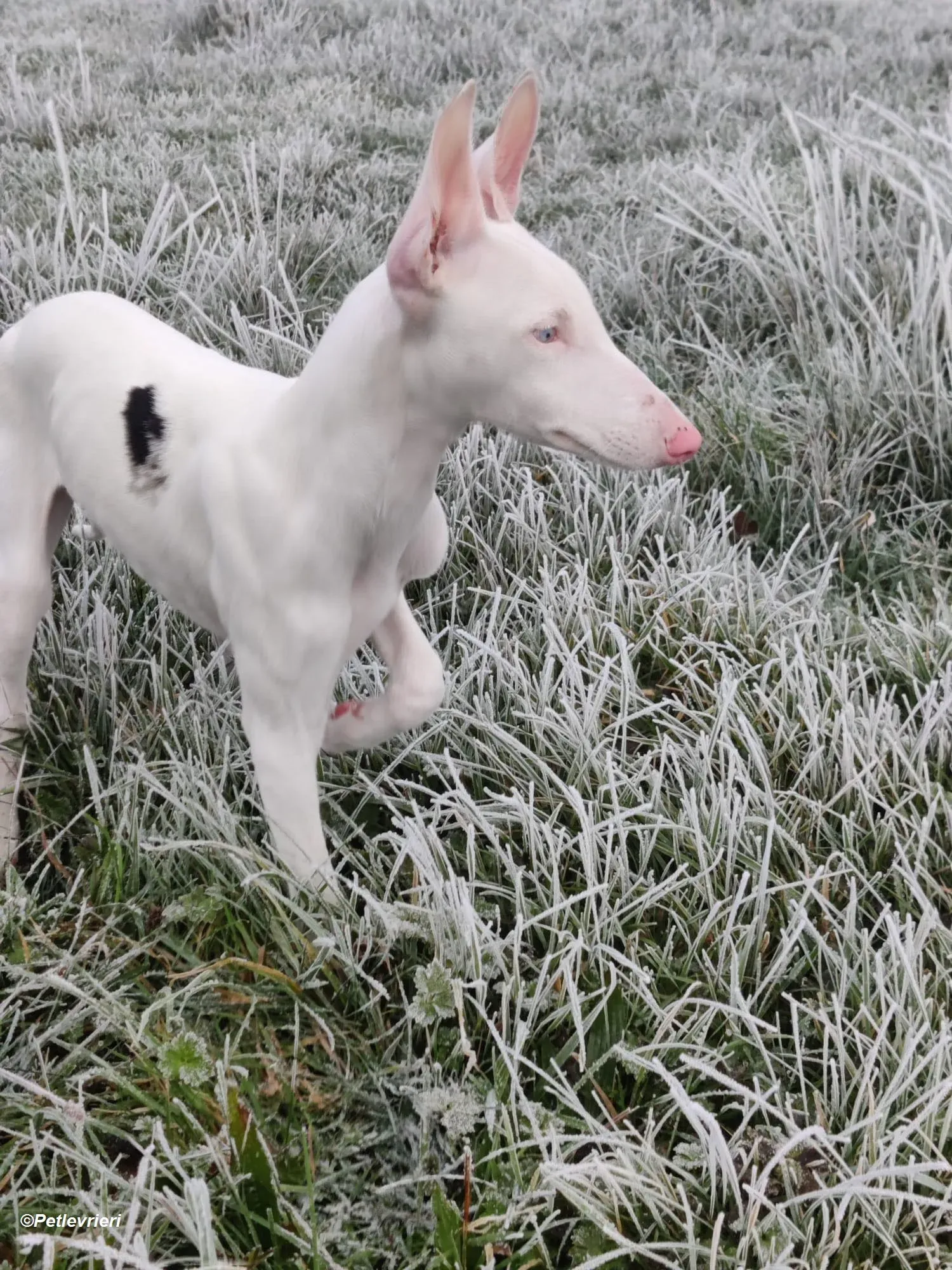 Keller adozione levrieri greyhound 32