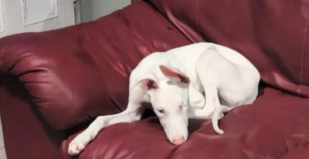 Keller adozione levrieri greyhound 4 e1669709239235