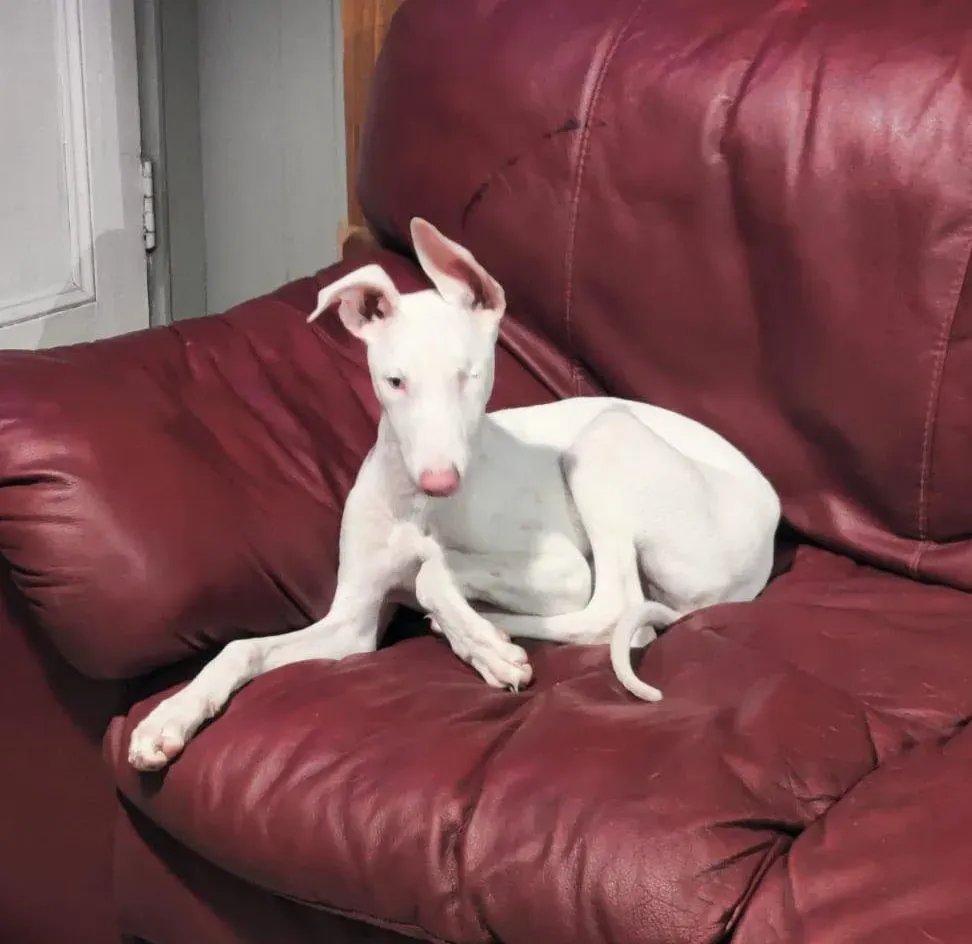 Keller adozione levrieri greyhound 5 e1669709169647