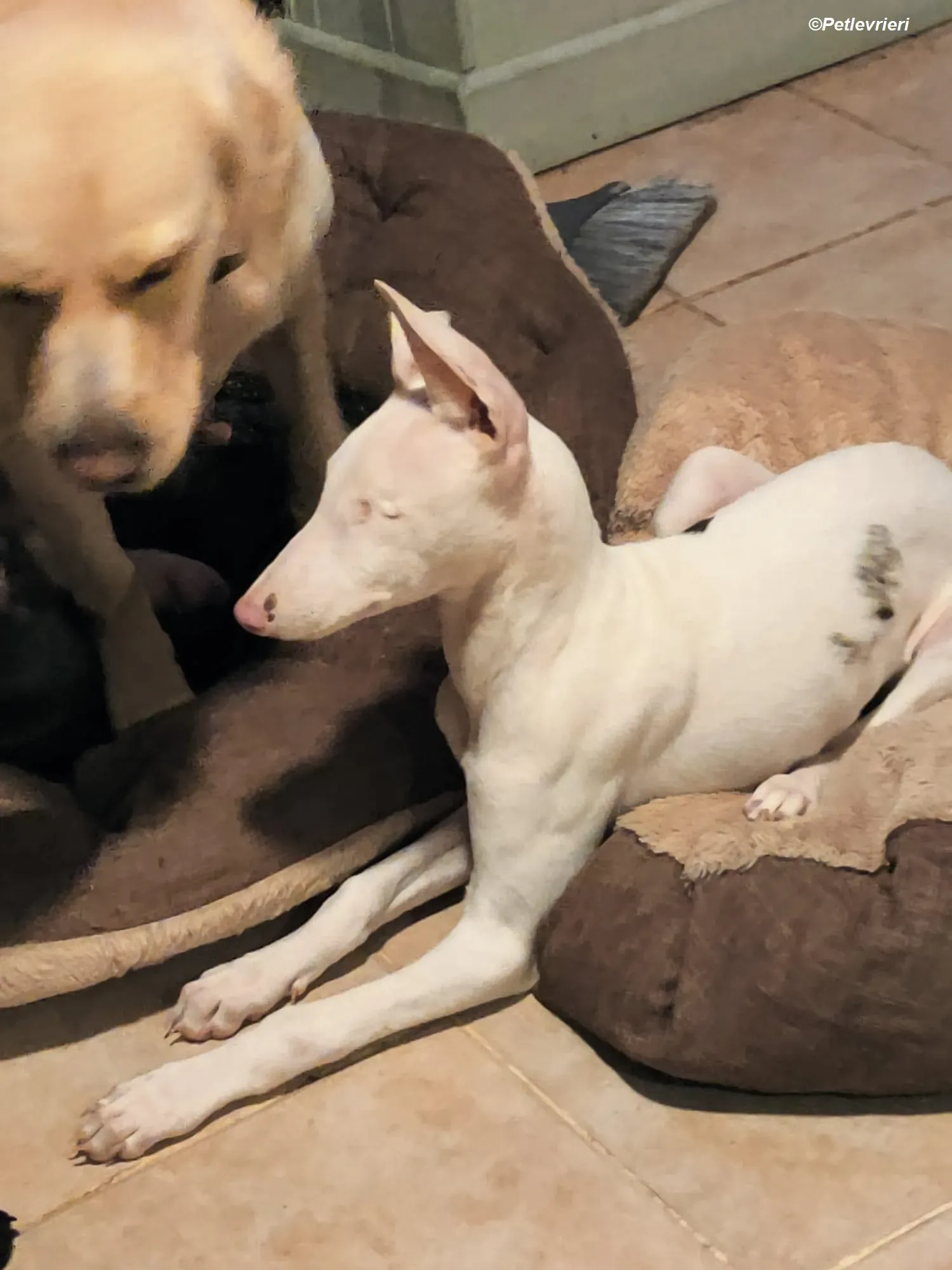 Keller adozione levrieri greyhound 6