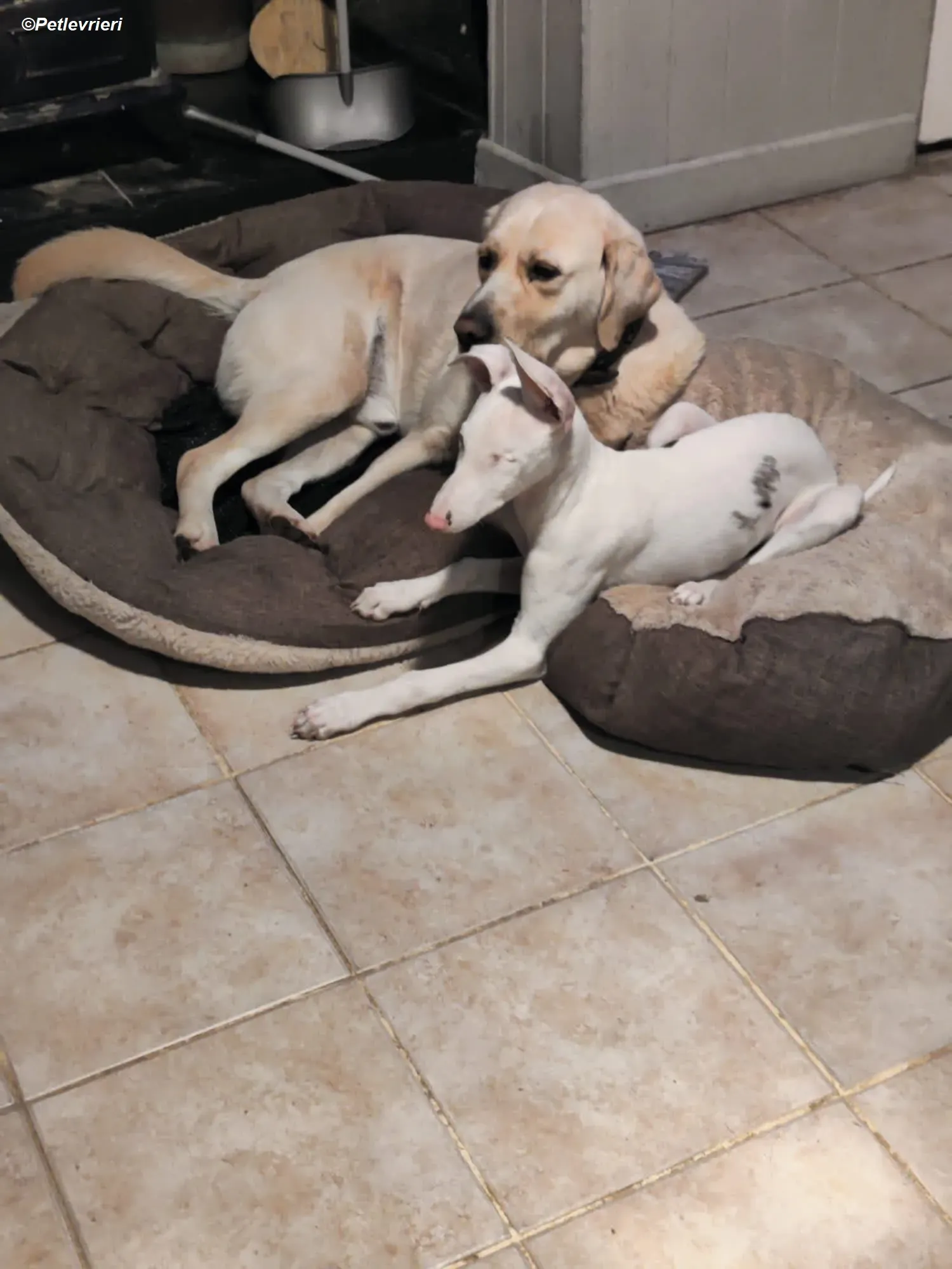 Keller adozione levrieri greyhound 7