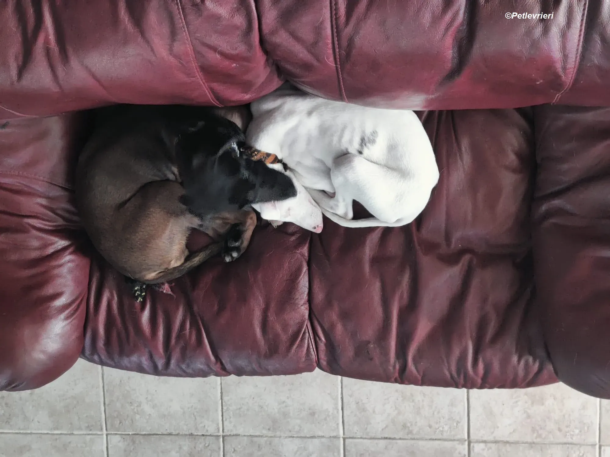 Keller adozione levrieri greyhound 8