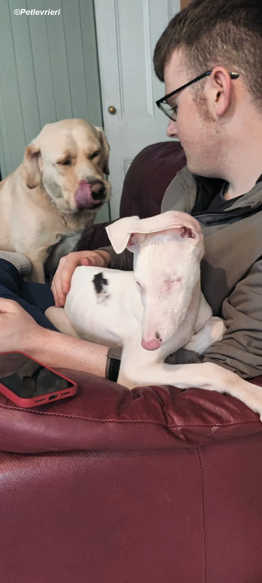 Keller adozione levrieri greyhound 9