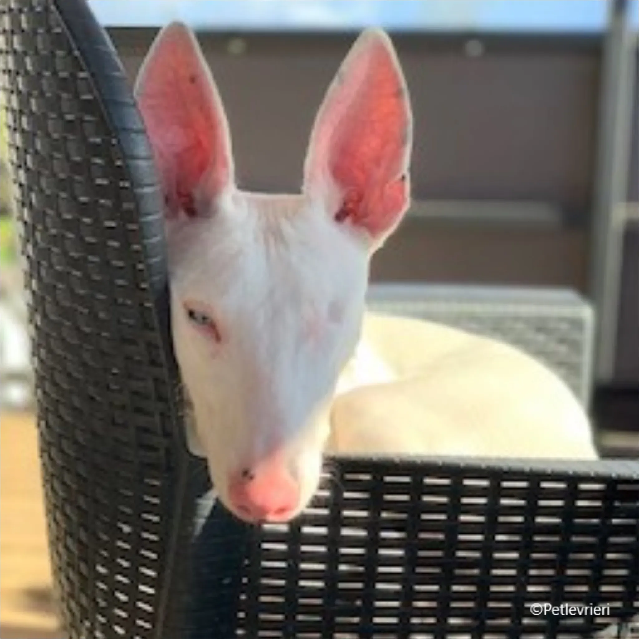 Keller greyhound pet levrieri felici casa