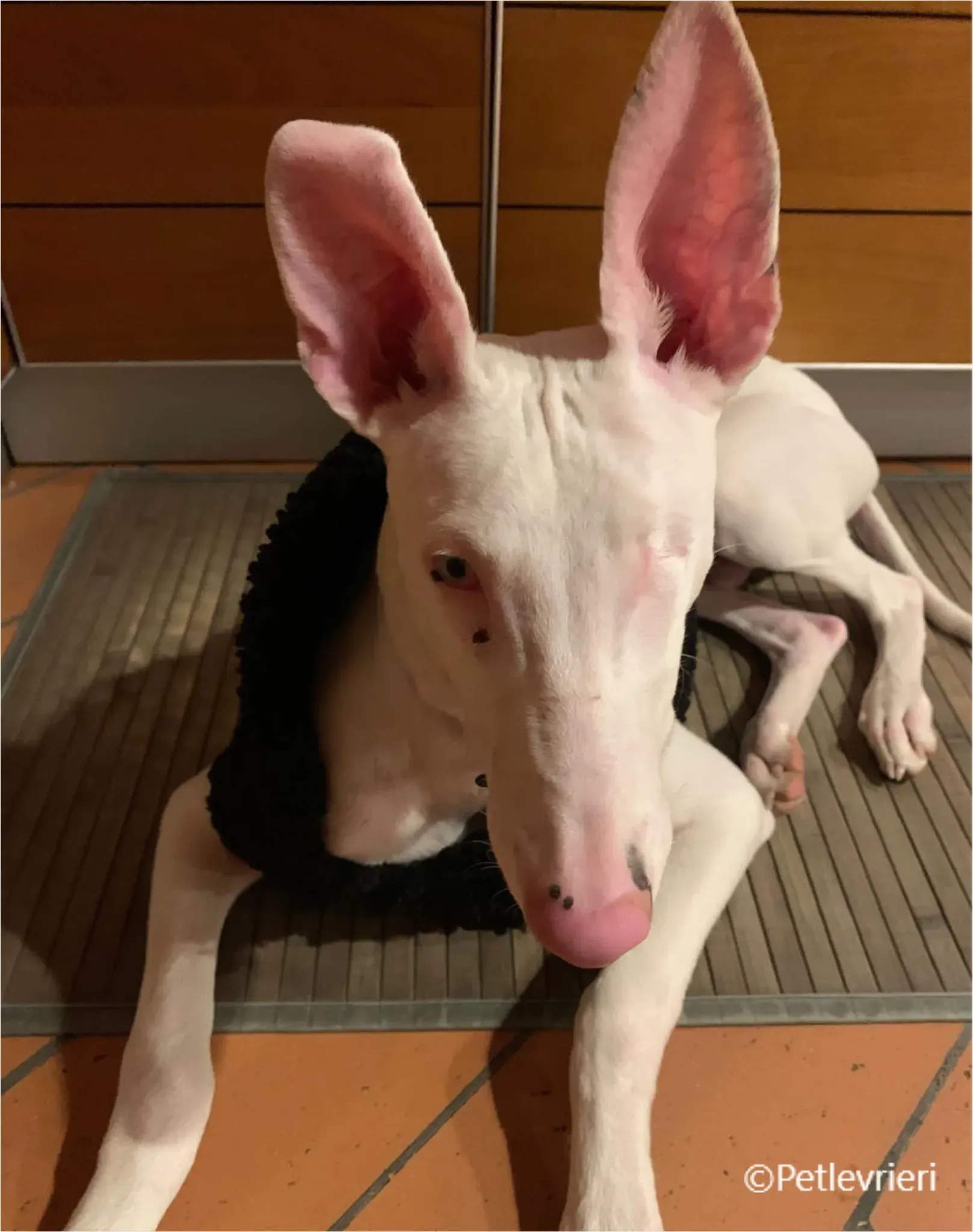 Keller greyhound pet levrieri felici casa10 1