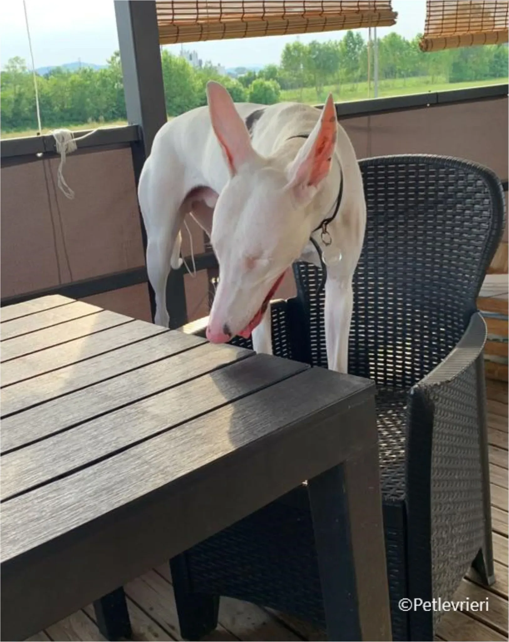 Keller greyhound pet levrieri felici casa11