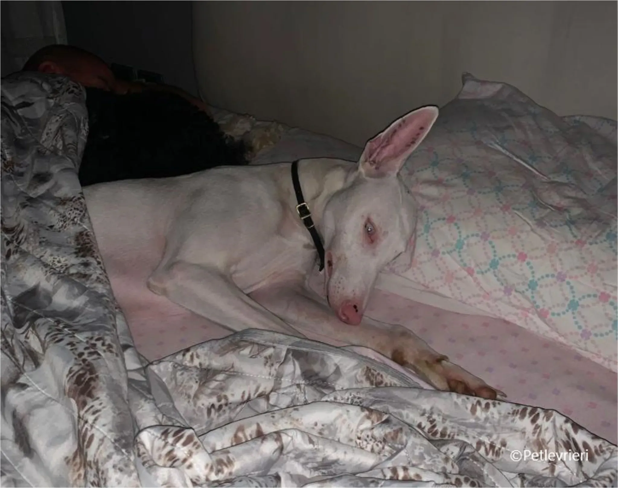 Keller greyhound pet levrieri felici casa12