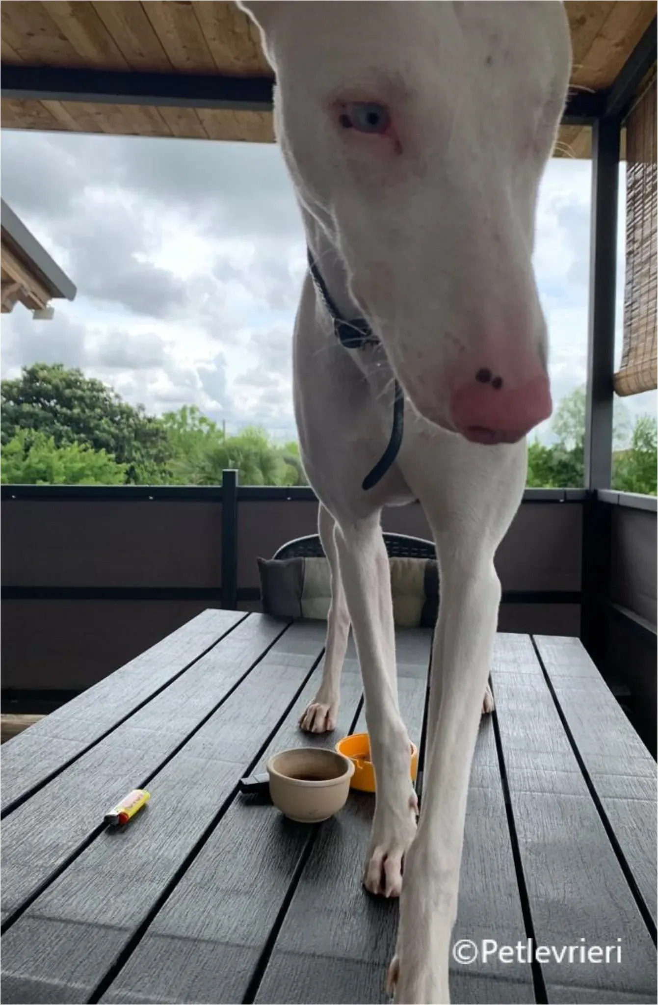 Keller greyhound pet levrieri felici casa13