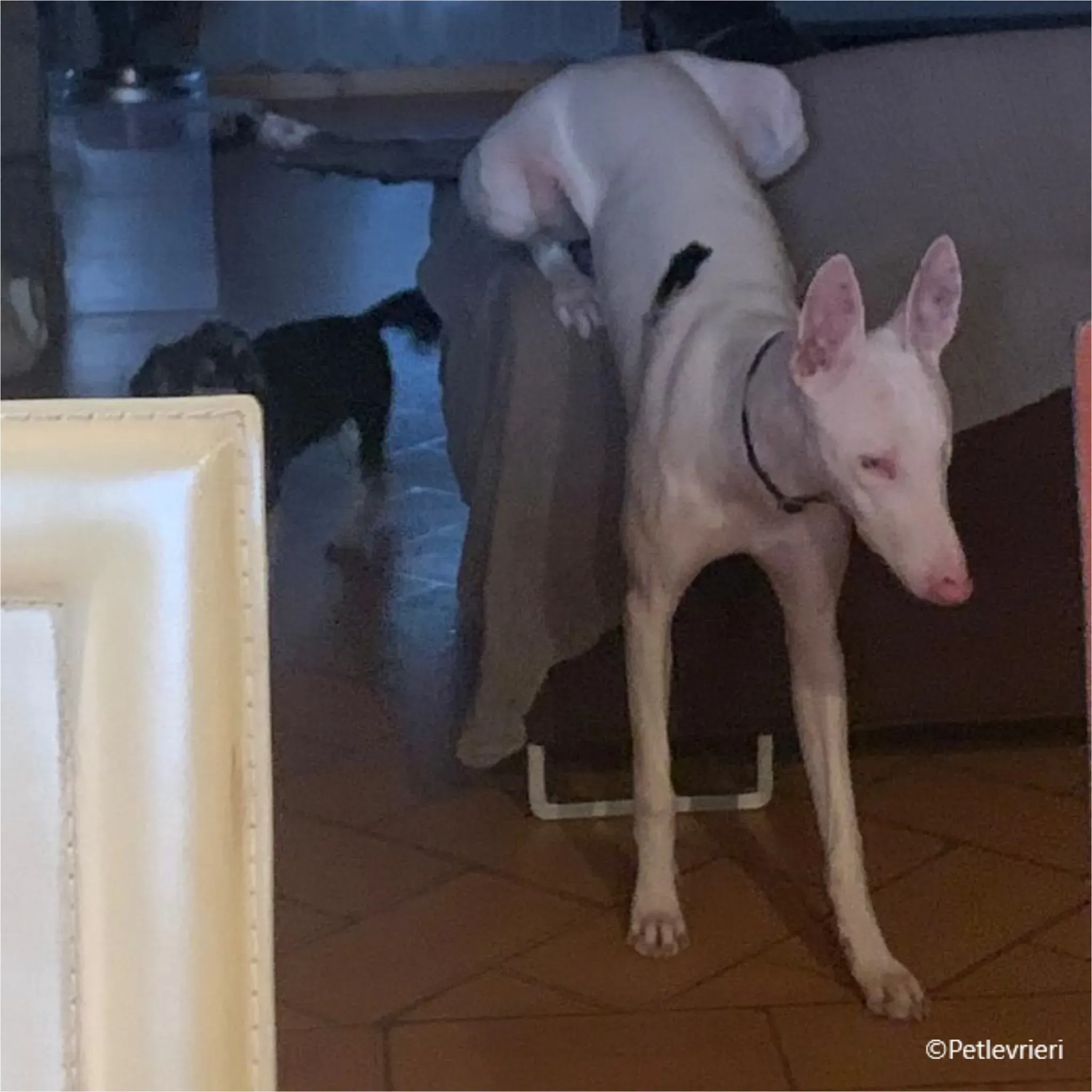 Keller greyhound pet levrieri felici casa14