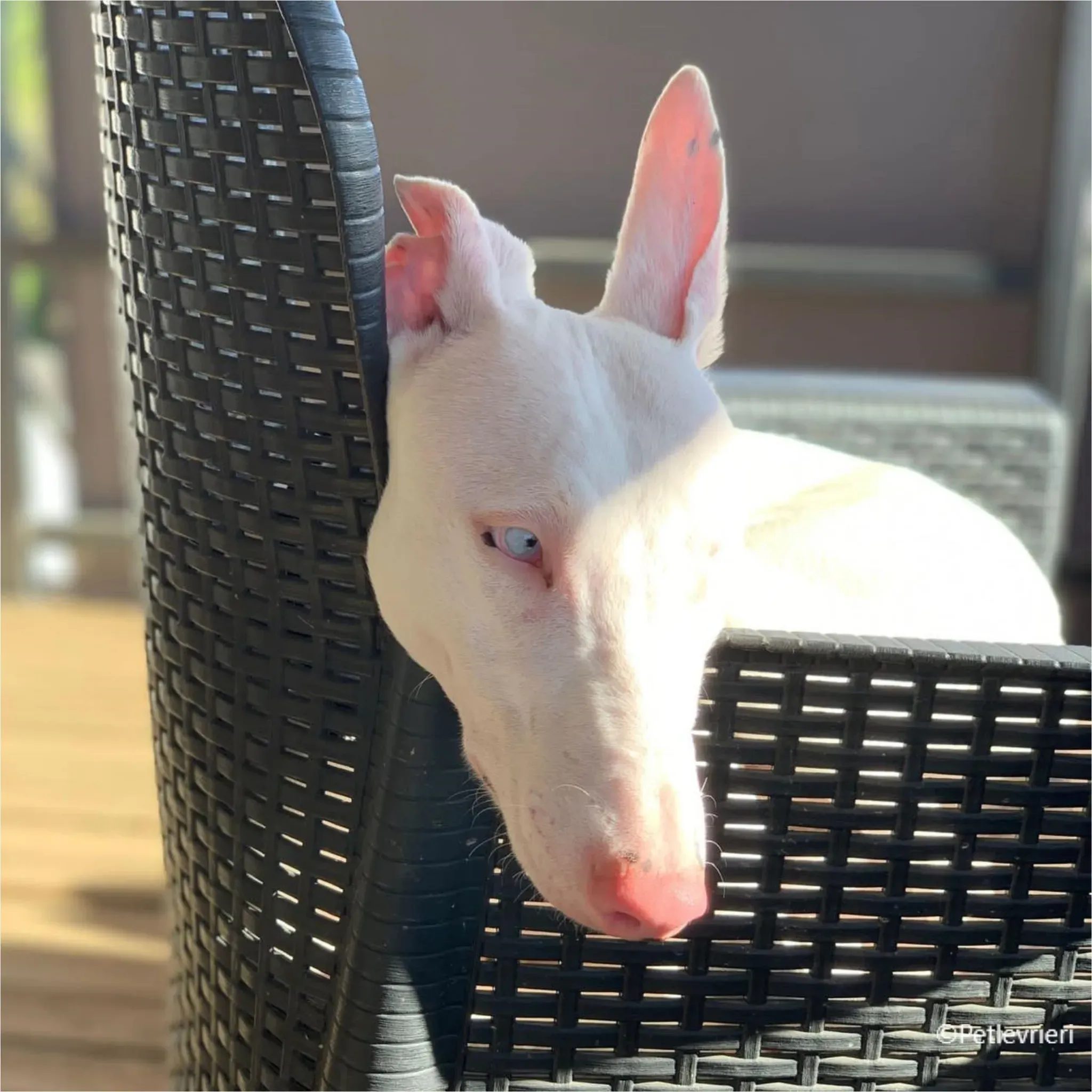 Keller greyhound pet levrieri felici casa15