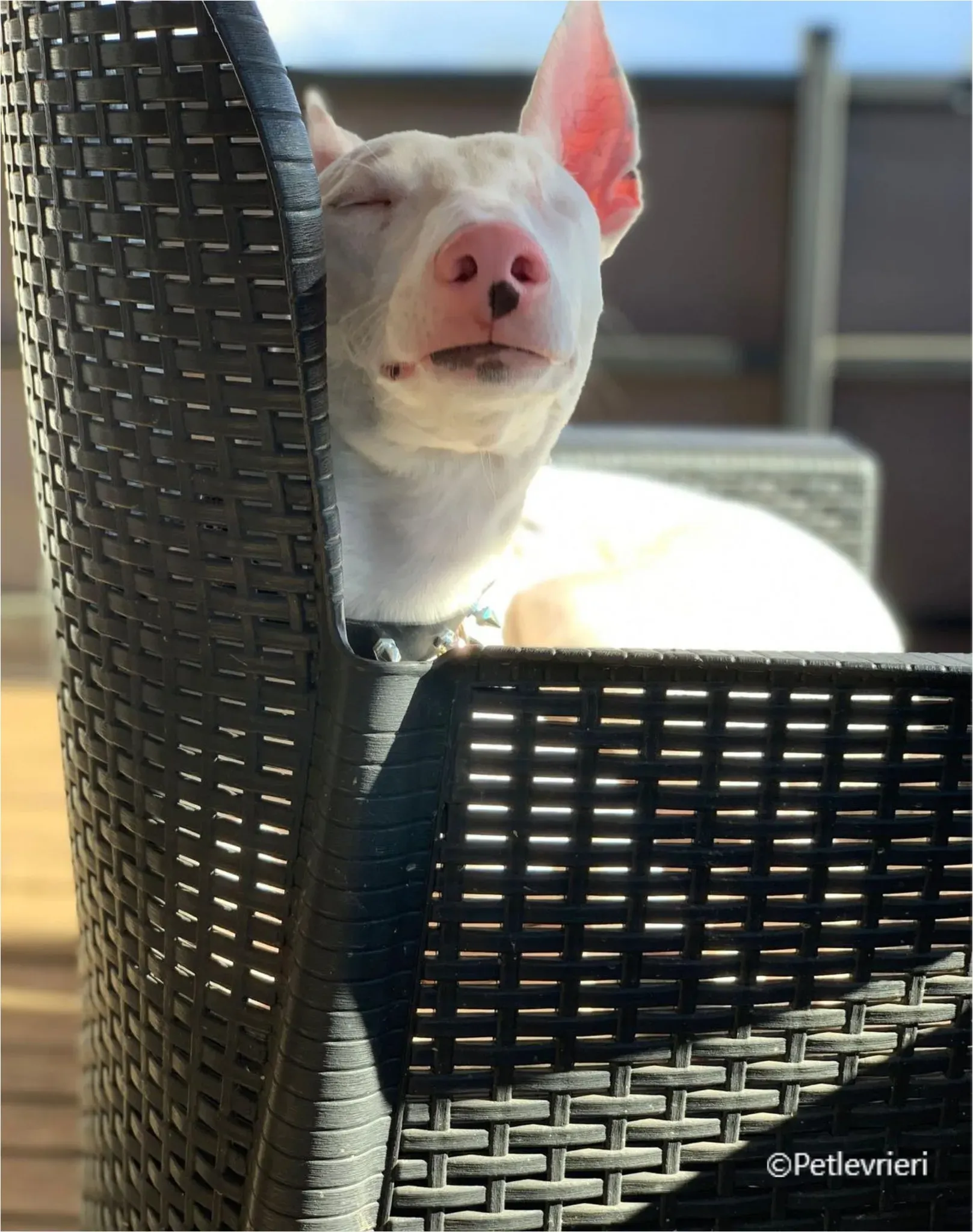 Keller greyhound pet levrieri felici casa16 1