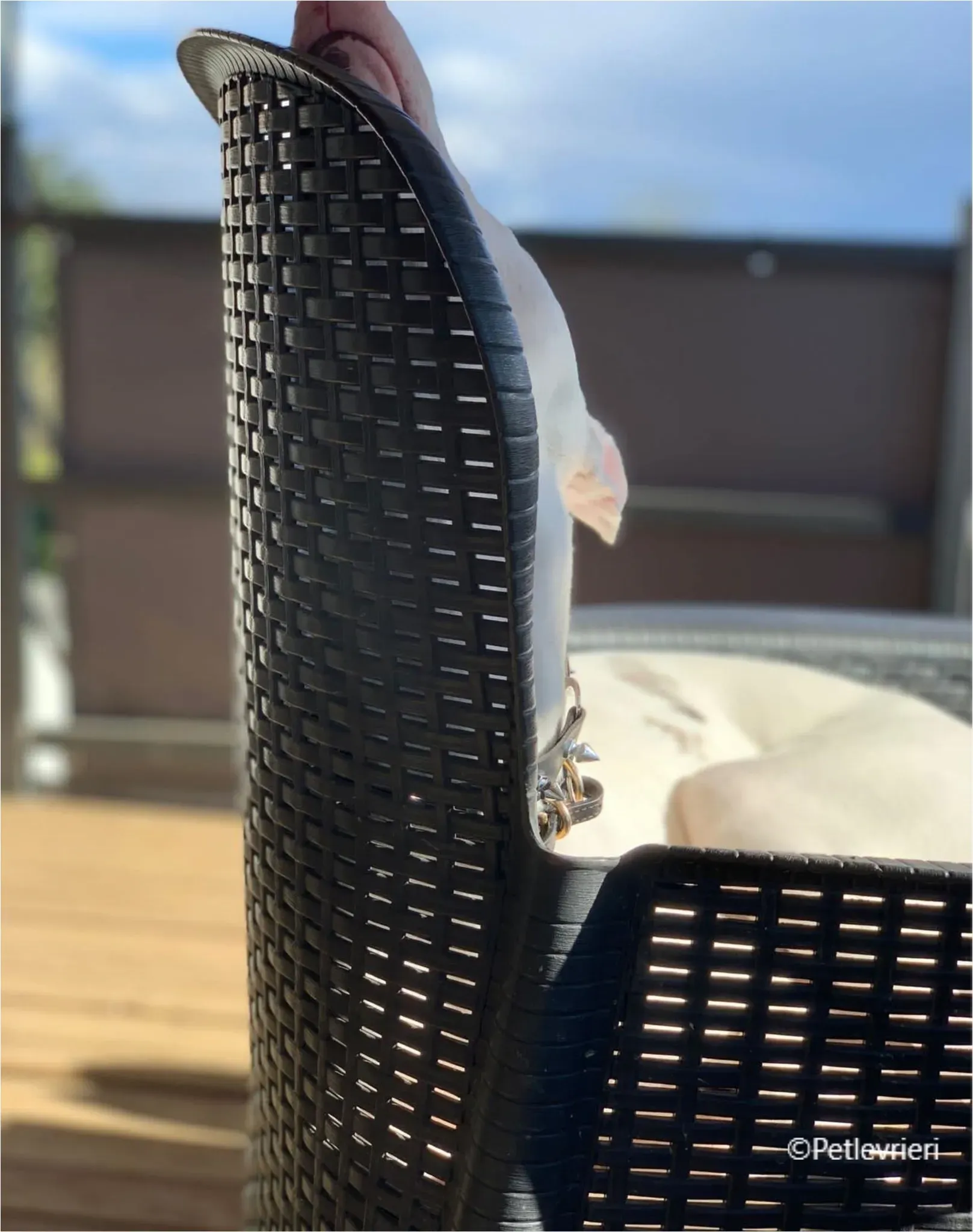 Keller greyhound pet levrieri felici casa17