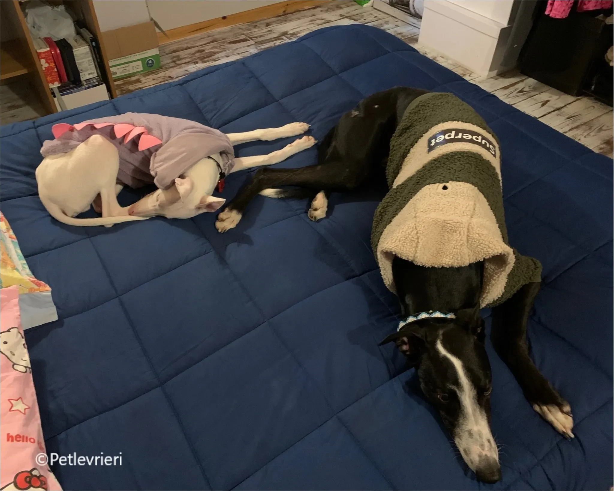 Keller greyhound pet levrieri felici casa2