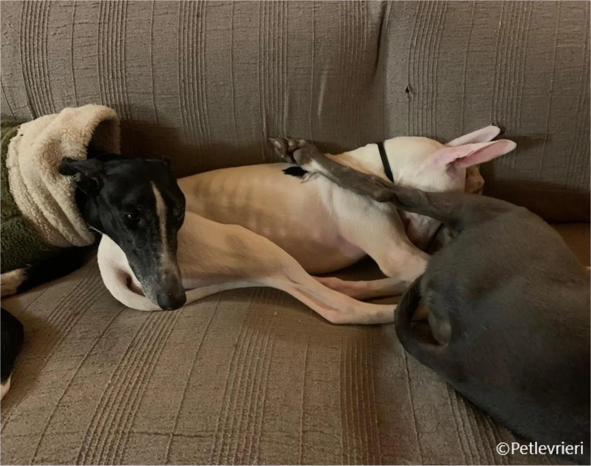 Keller greyhound pet levrieri felici casa3