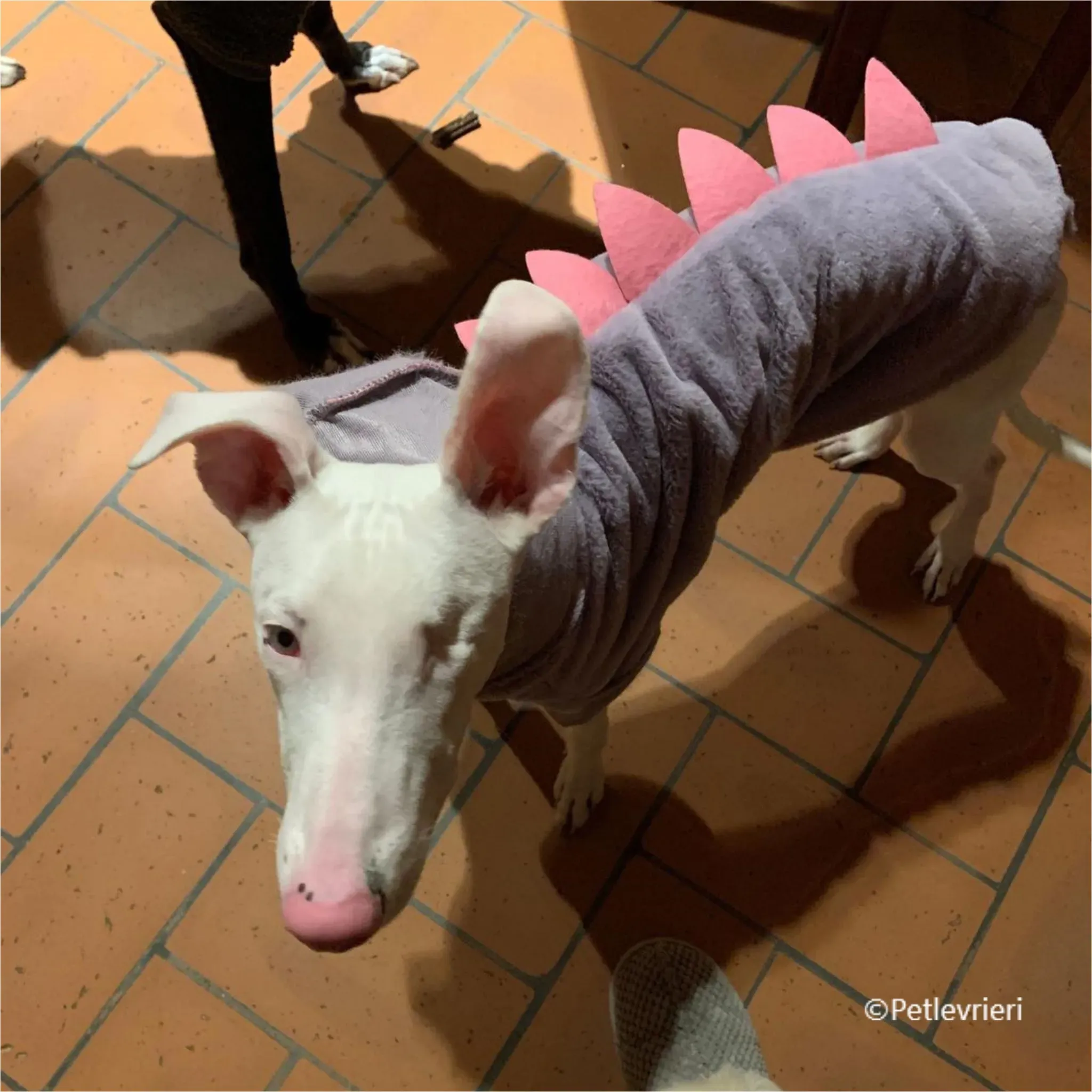 Keller greyhound pet levrieri felici casa4