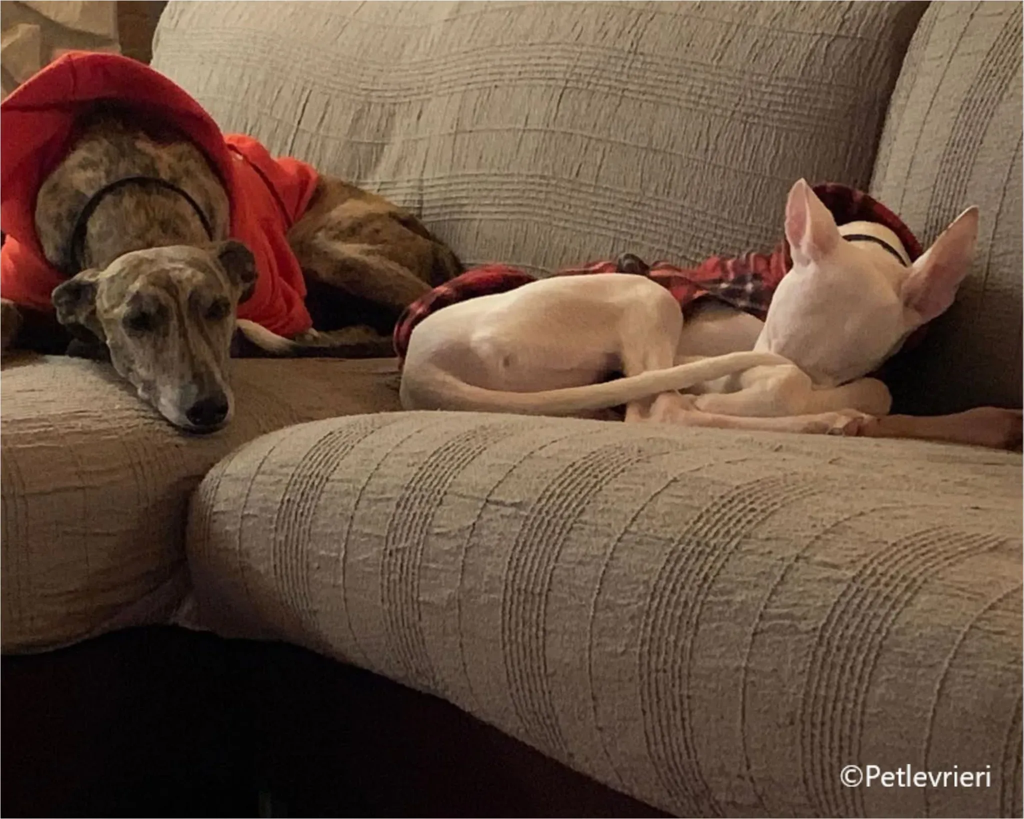 Keller greyhound pet levrieri felici casa5