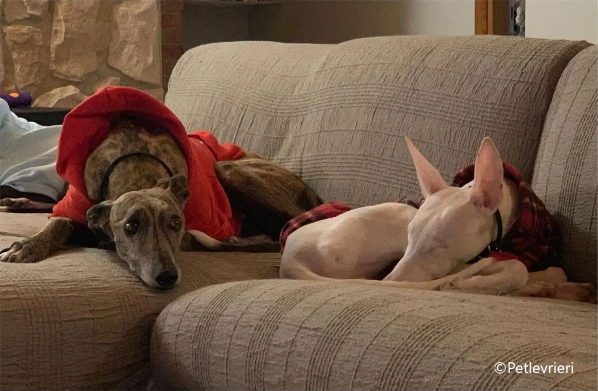 Keller greyhound pet levrieri felici casa6