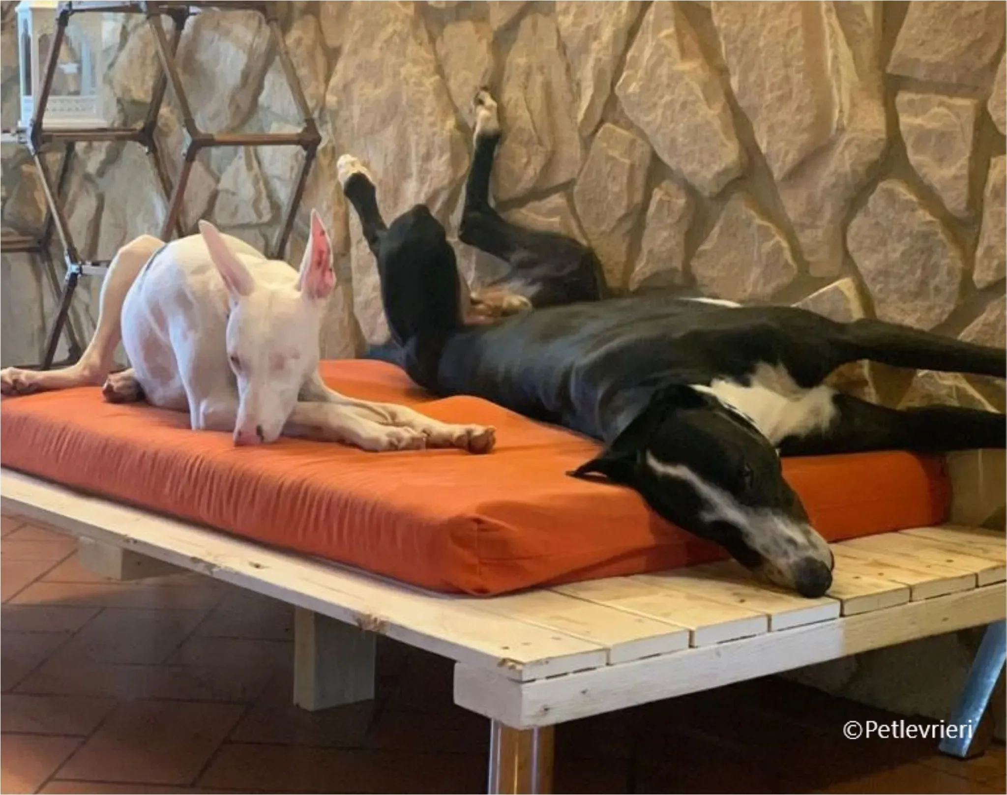 Keller greyhound pet levrieri felici casa7