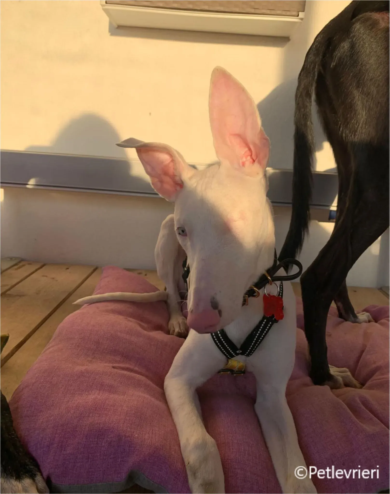 Keller greyhound pet levrieri felici casa8