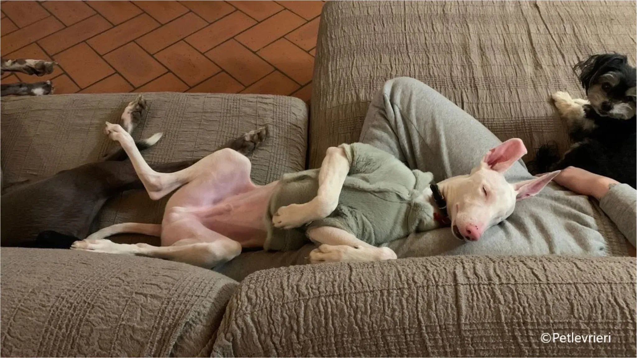 Keller greyhound pet levrieri felici casa9