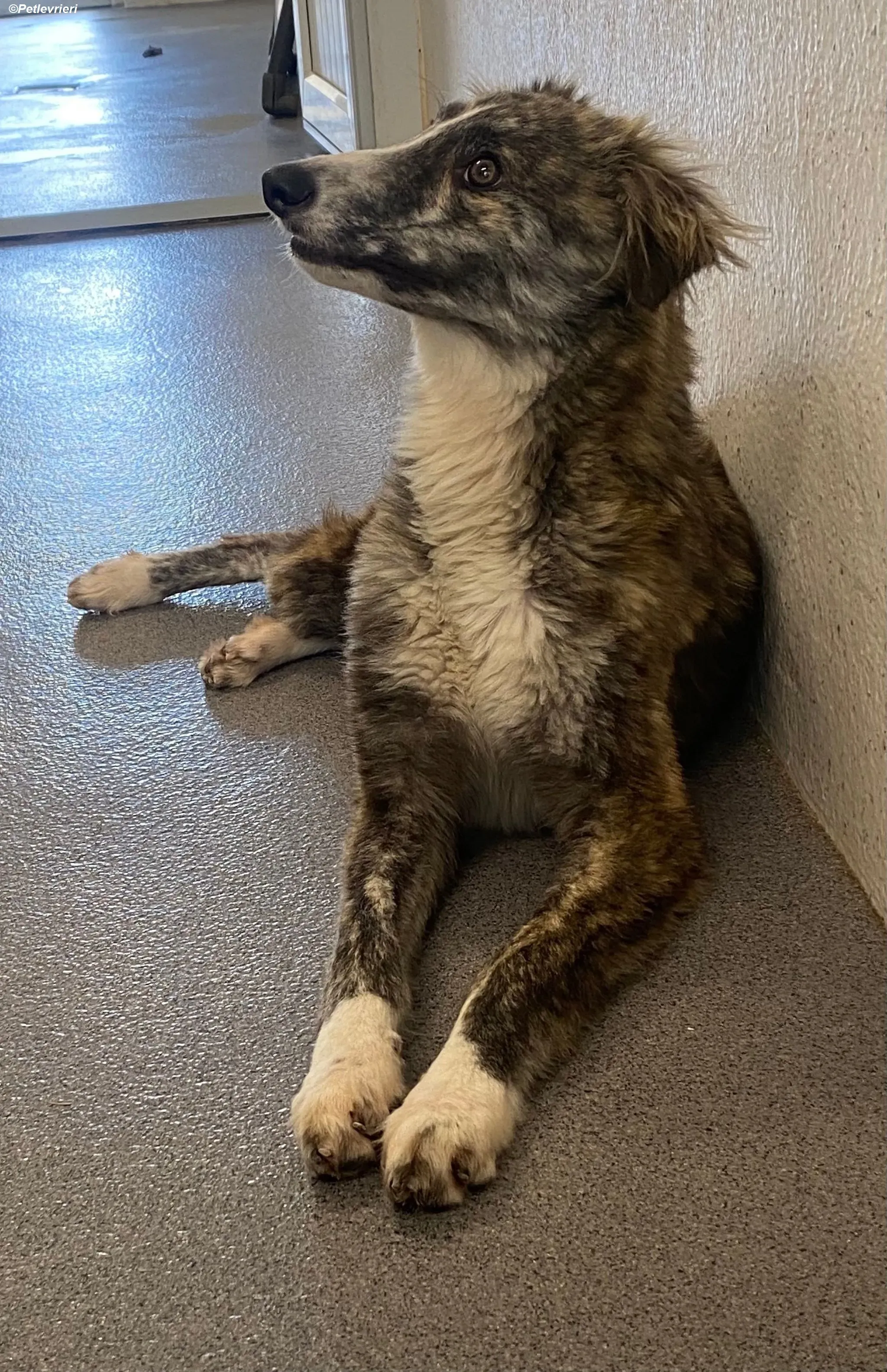 Kelly adozione levrieri greyhound 11