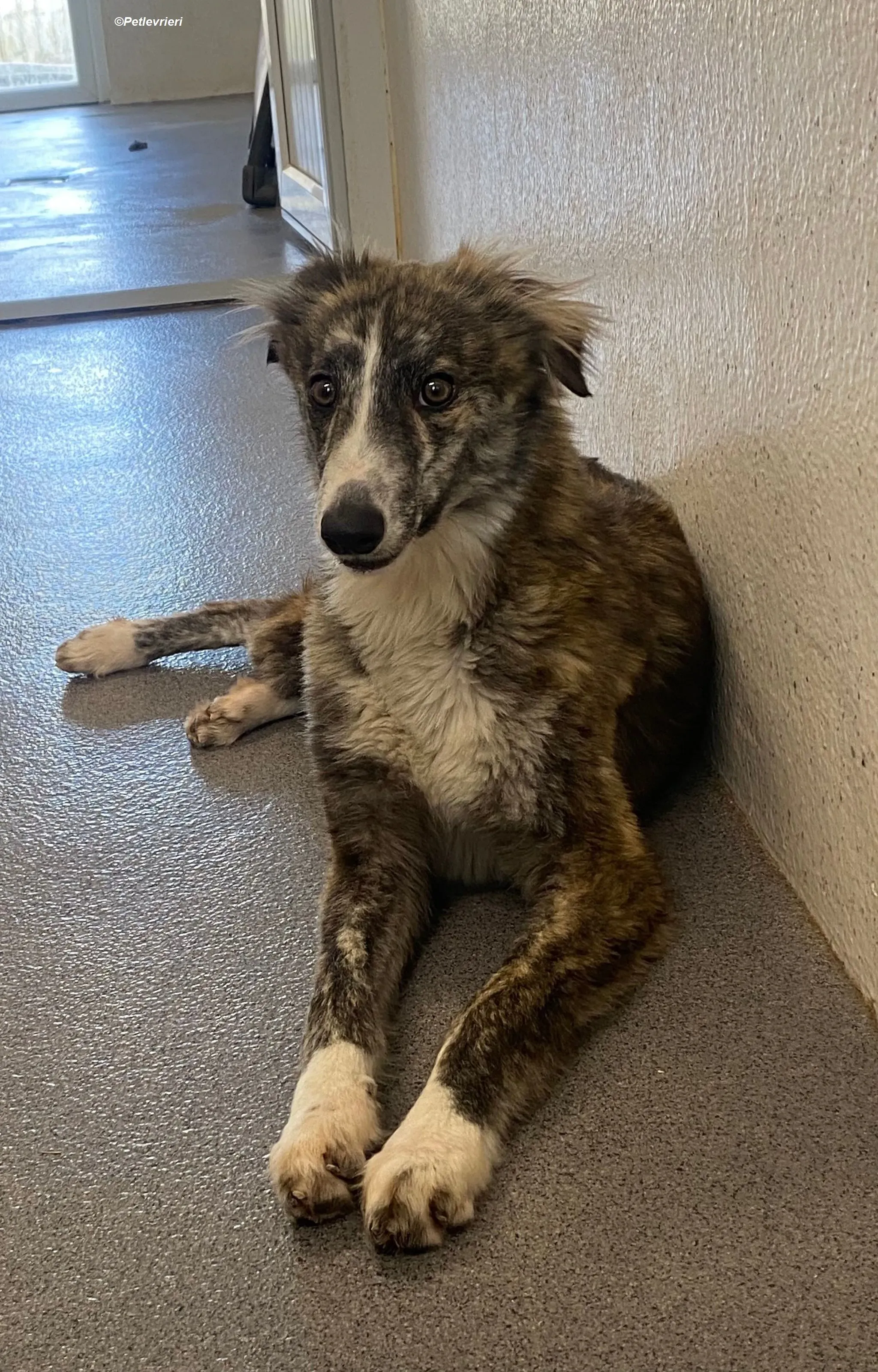 Kelly adozione levrieri greyhound 12