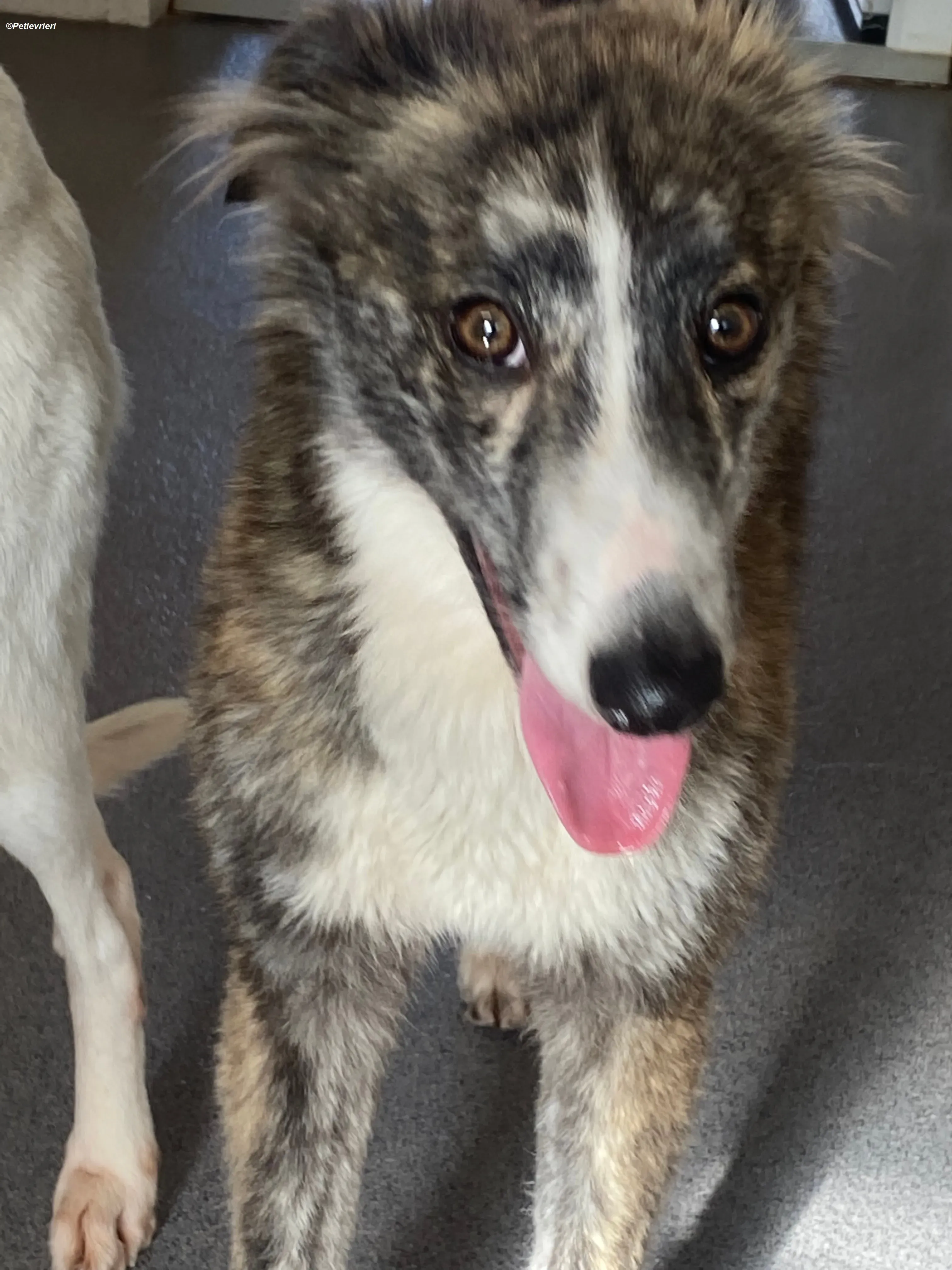 Kelly adozione levrieri greyhound 13