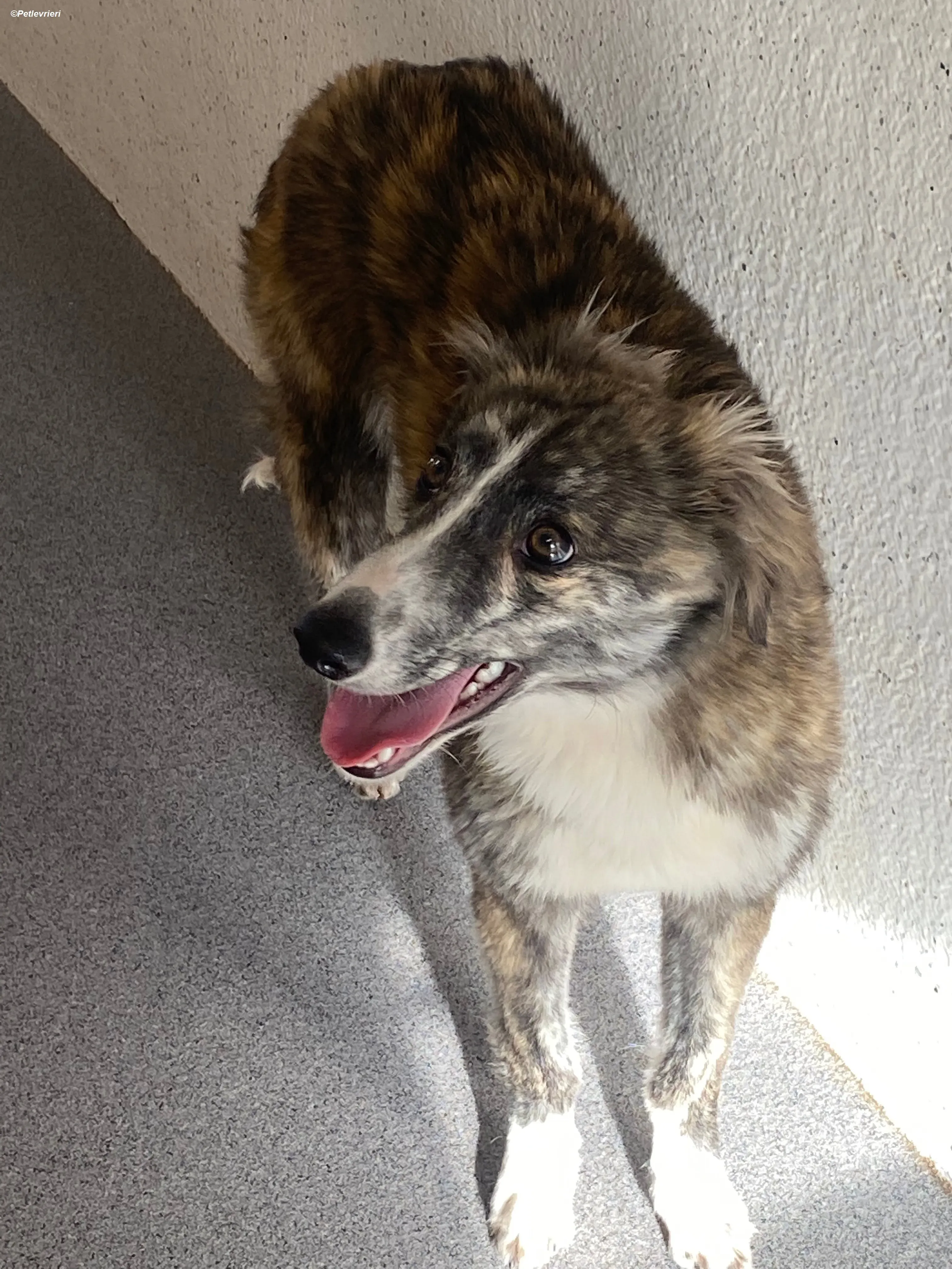 Kelly adozione levrieri greyhound 14