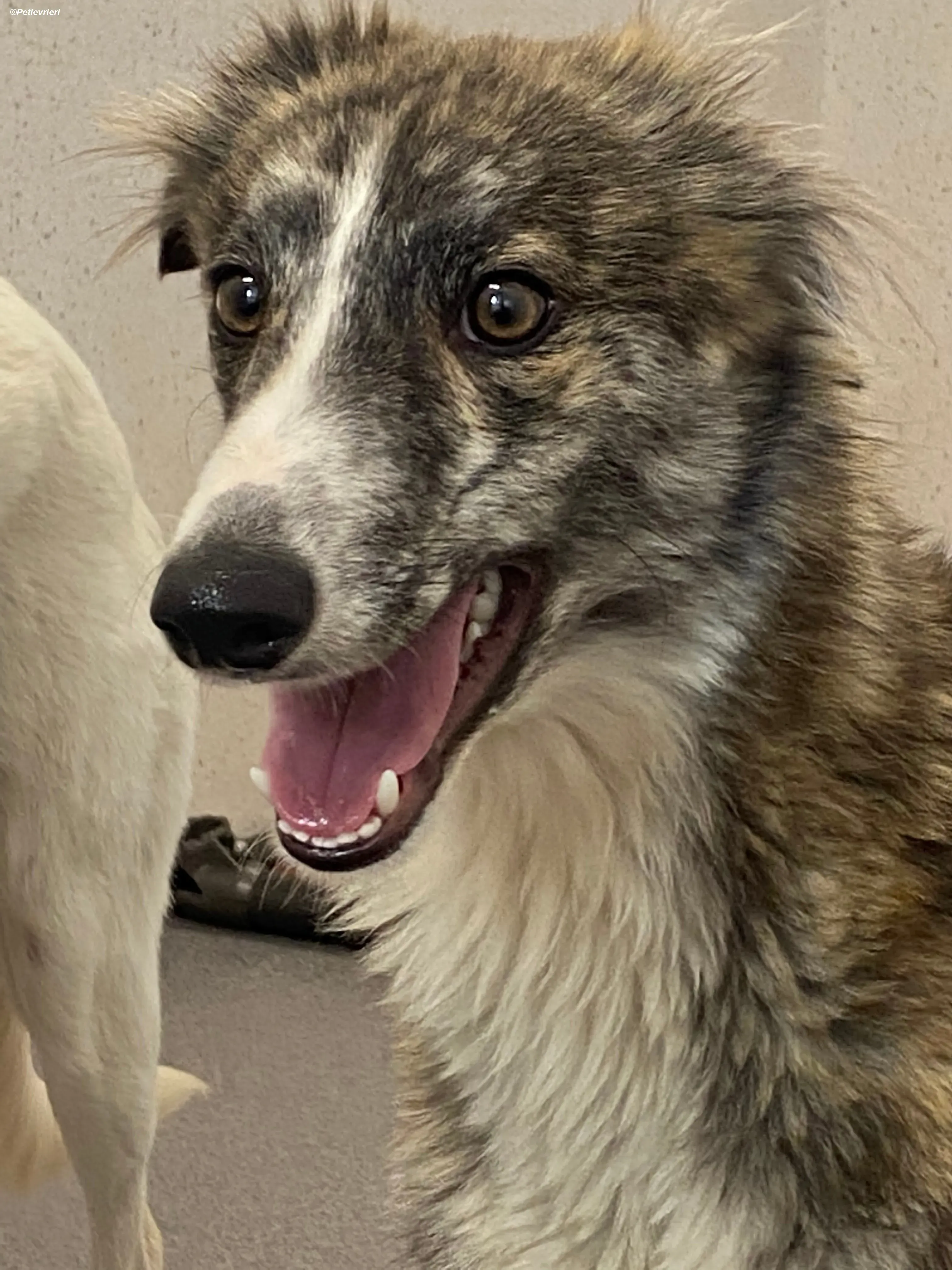 Kelly adozione levrieri greyhound 15