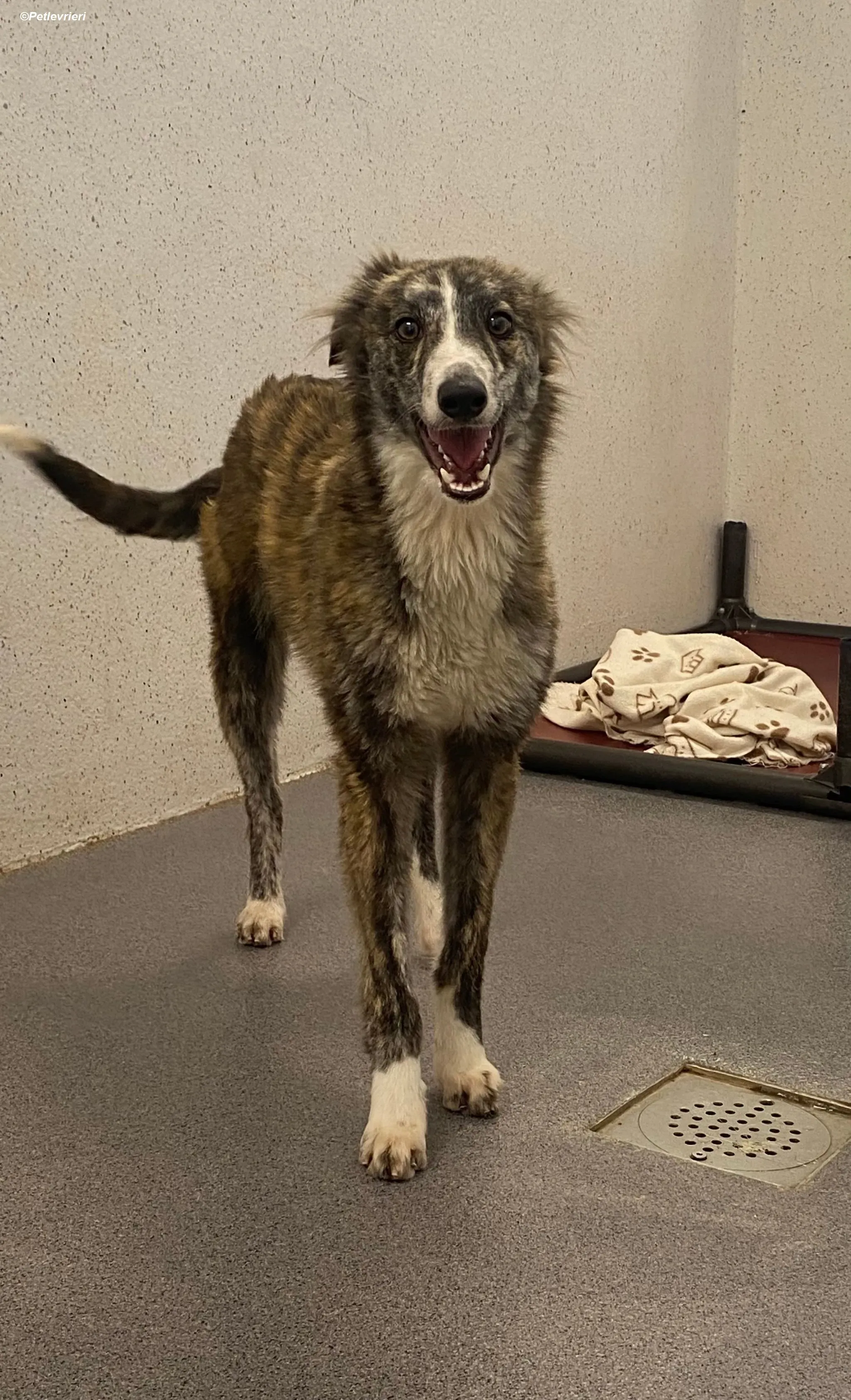 Kelly adozione levrieri greyhound 16