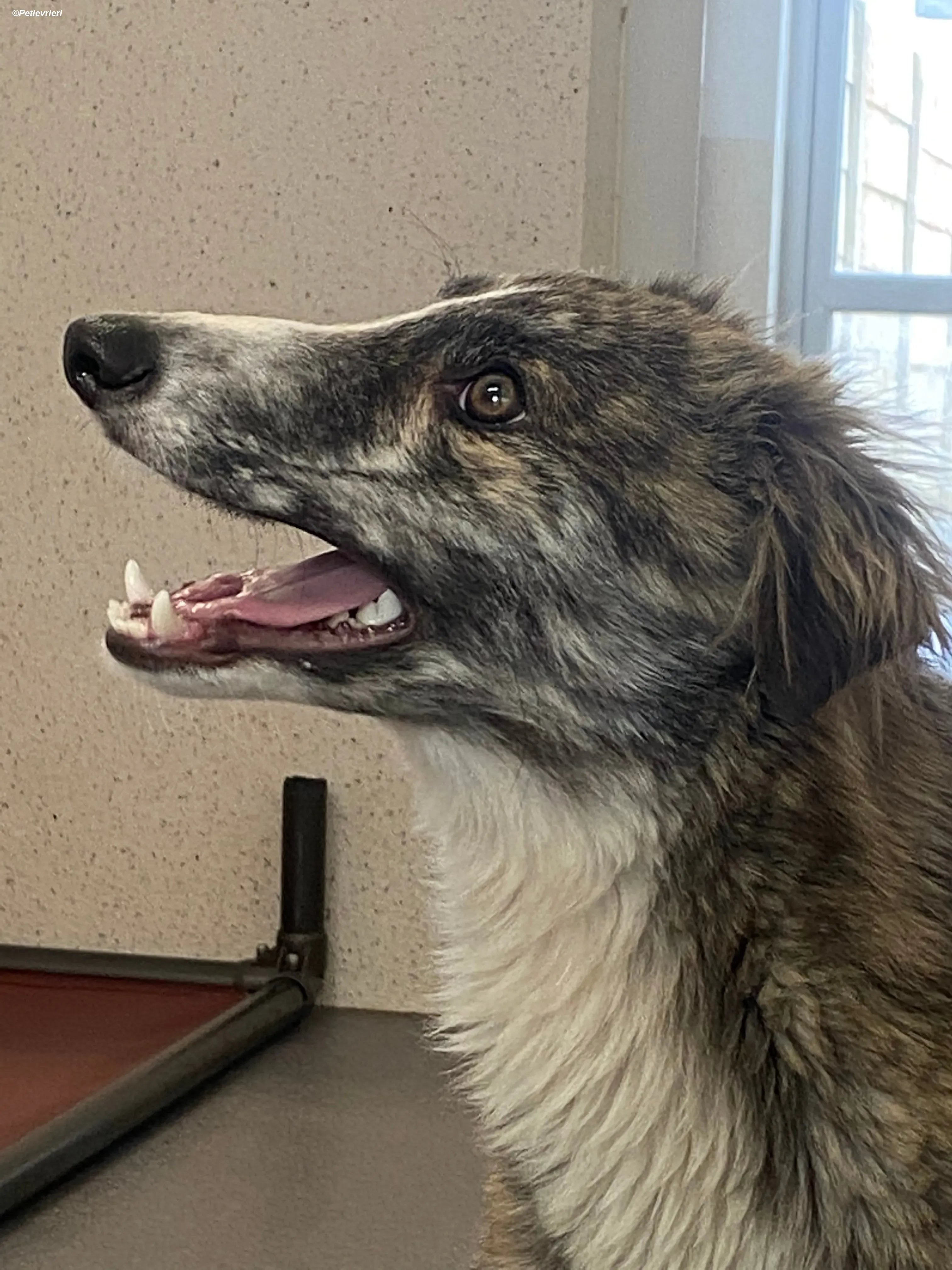 Kelly adozione levrieri greyhound 17