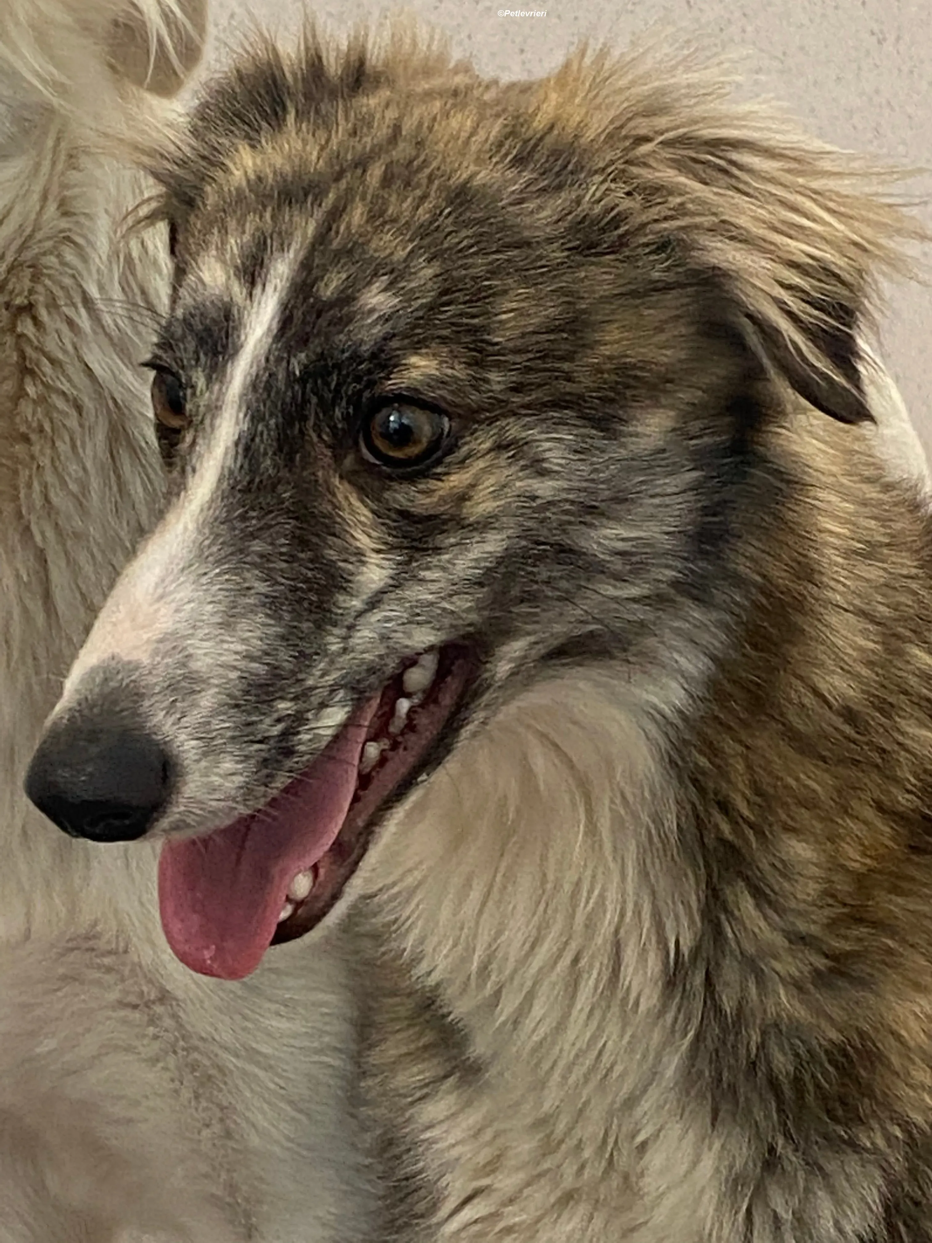 Kelly adozione levrieri greyhound 18