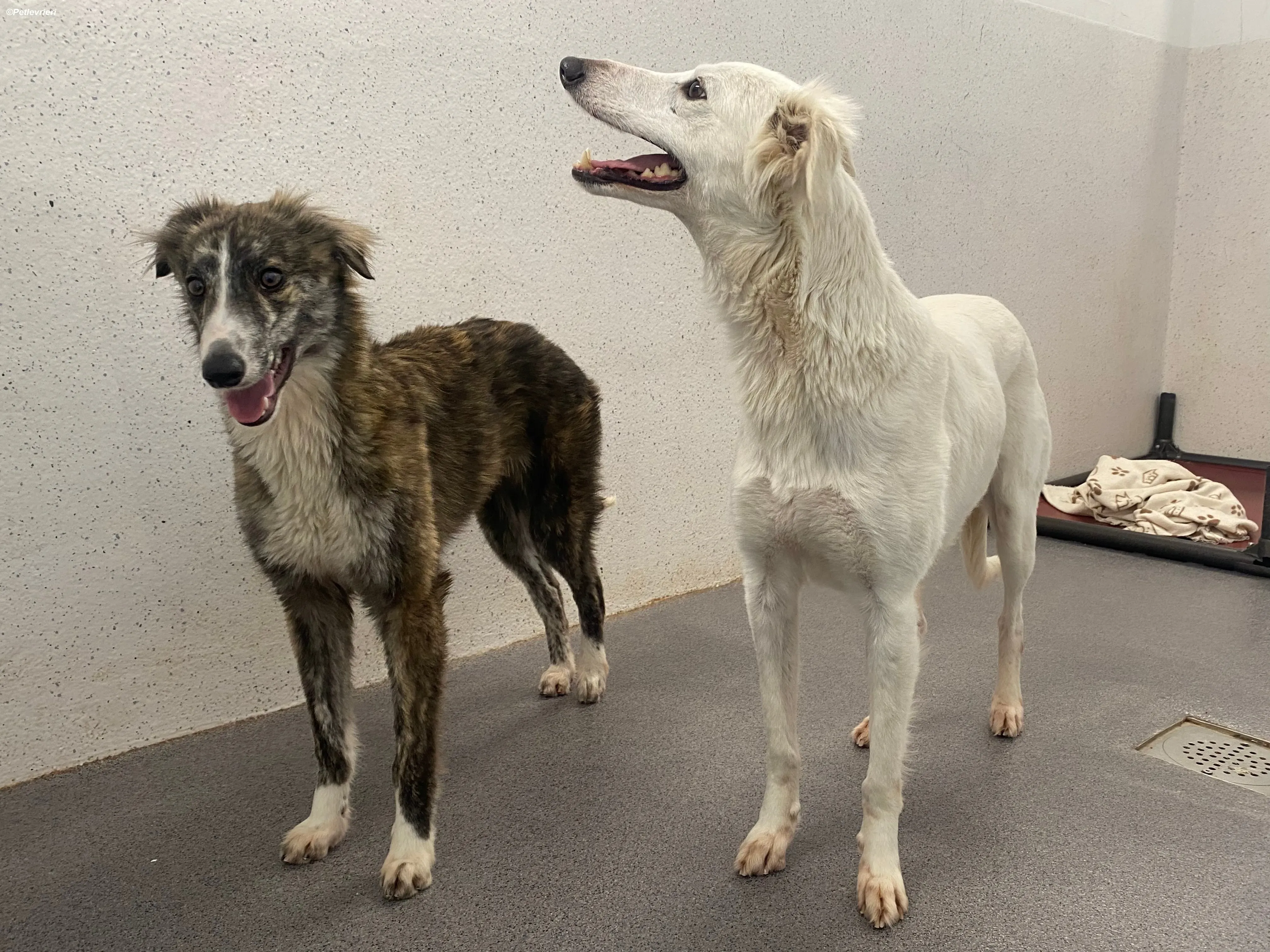 Kelly adozione levrieri greyhound 19