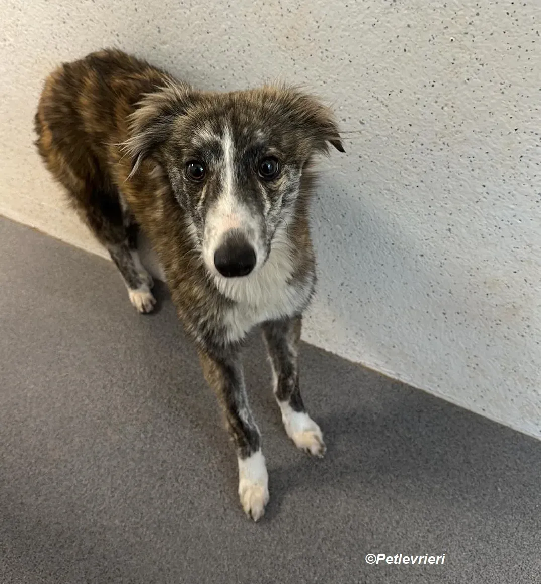 Kelly adozione levrieri greyhound 2