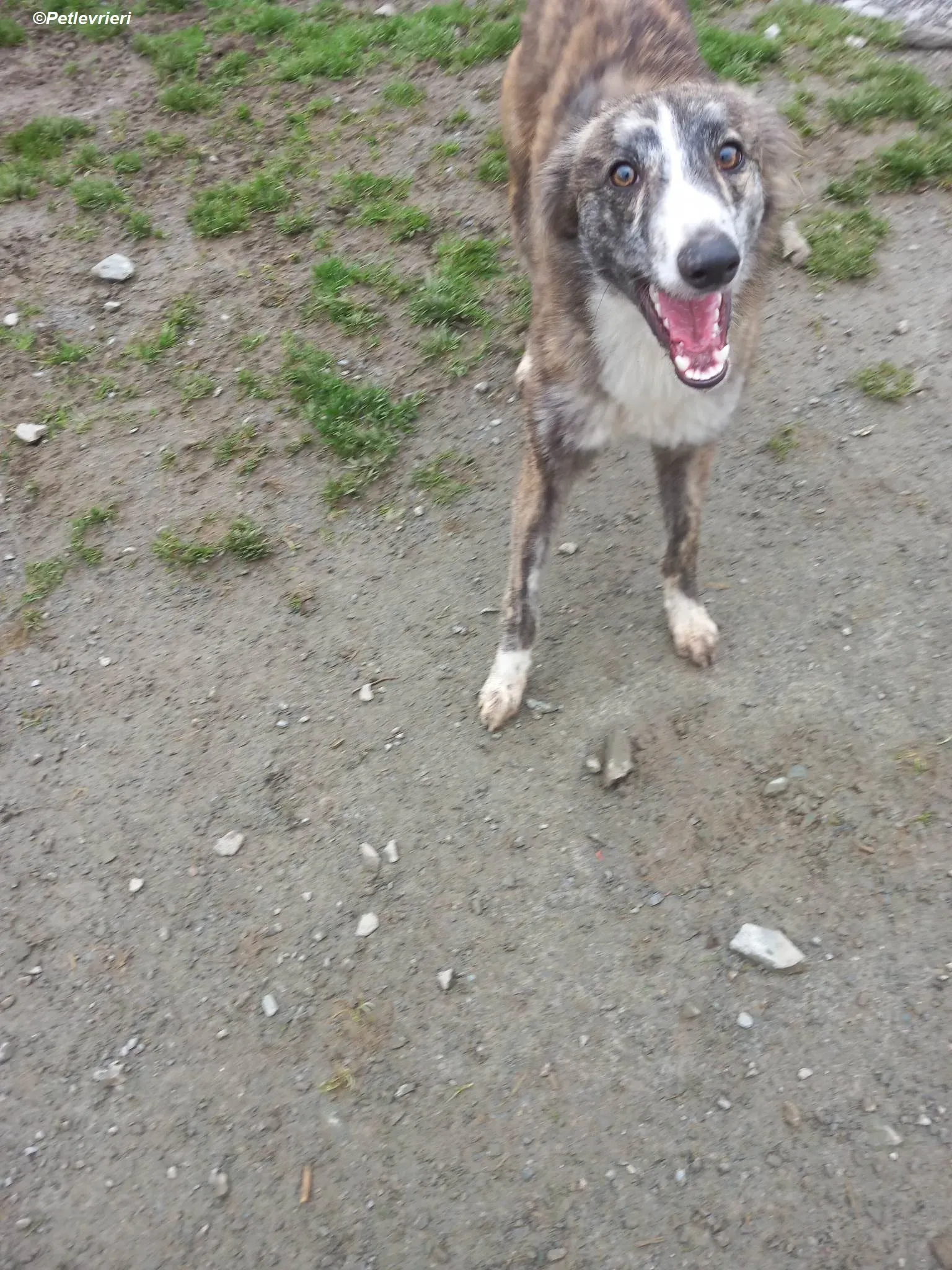 Kelly adozione levrieri greyhound 20